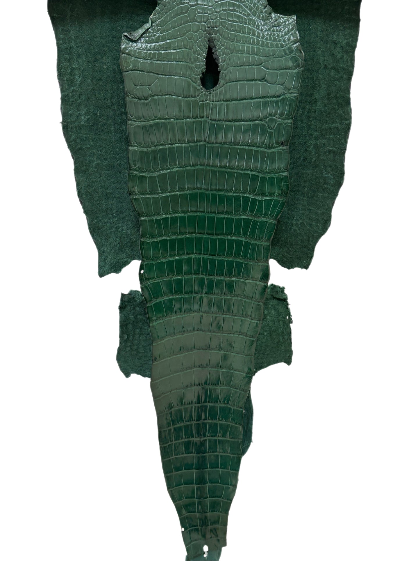 43 cm Grade 1/2 Forest Green Millennium Wild American Alligator Leather - Tag: LA16-0010435