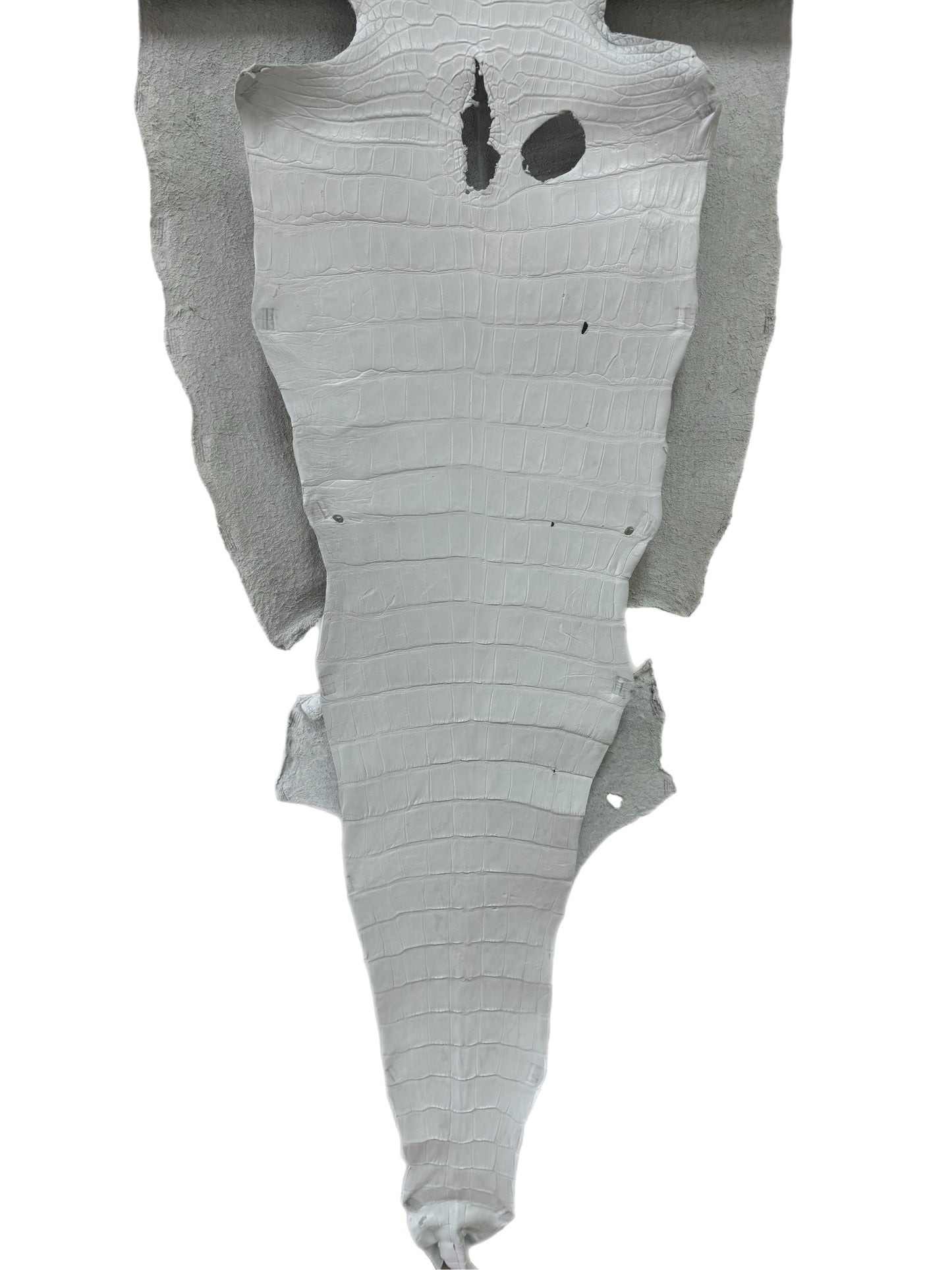 44 cm Grade 2/3 White Matte Wild American Alligator Leather - Tag: MS24-0000773
