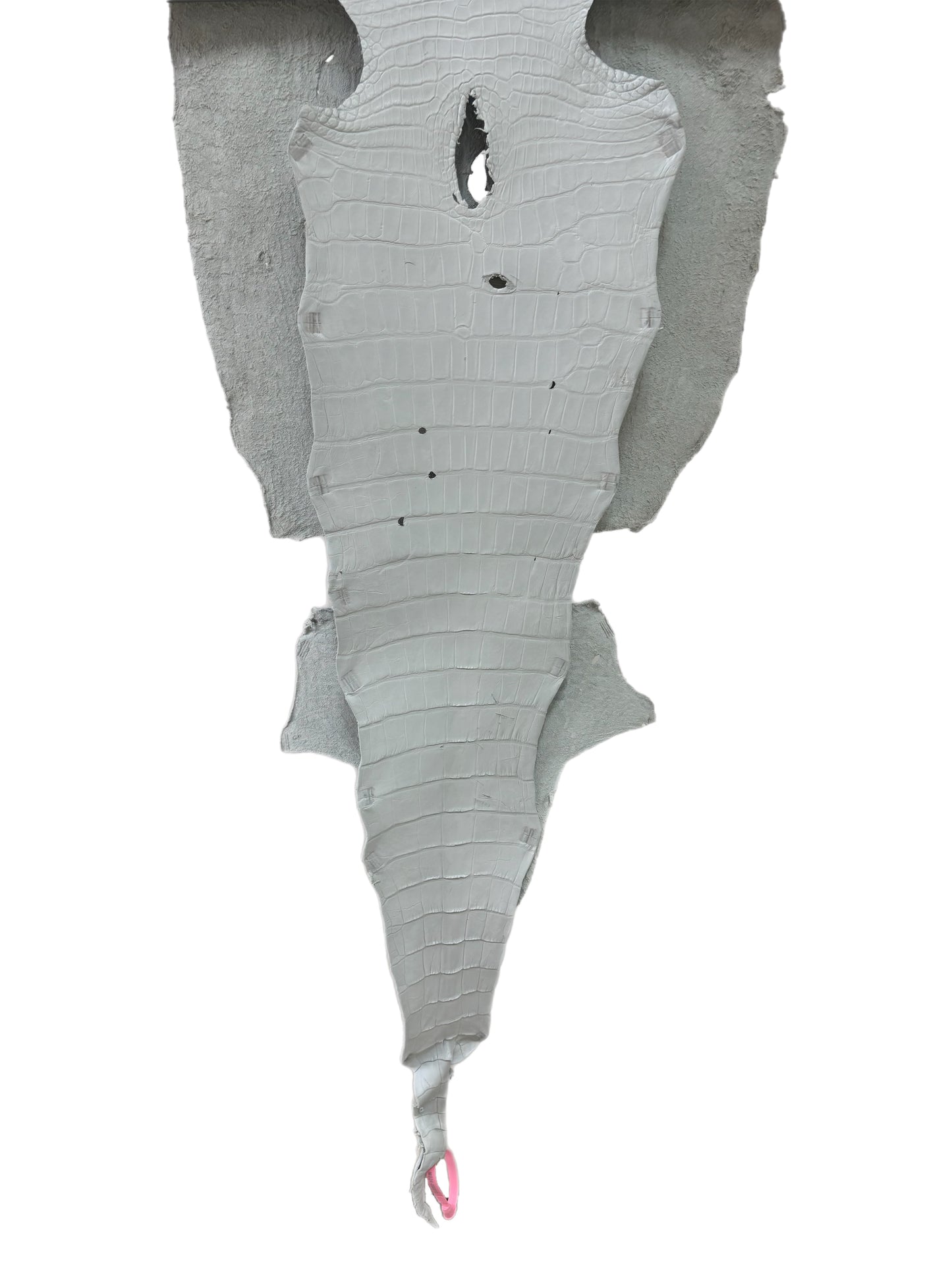 46 cm Grade 4/5 White Matte Wild American Alligator Leather - Tag: MS24-0000618