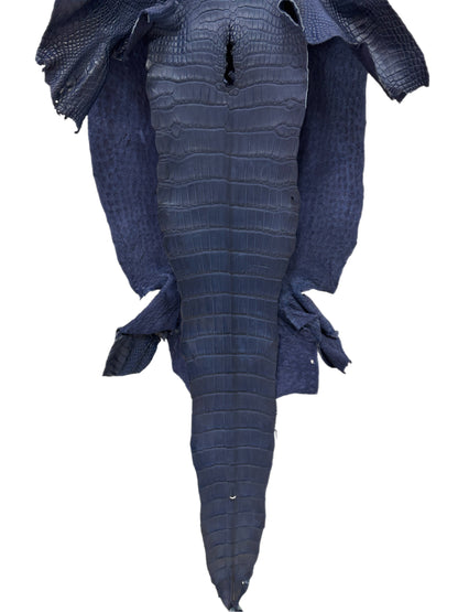 38 cm Grade 2/3 Navy Blue Desert Wild American Alligator Leather - Tag: LA16-0036395