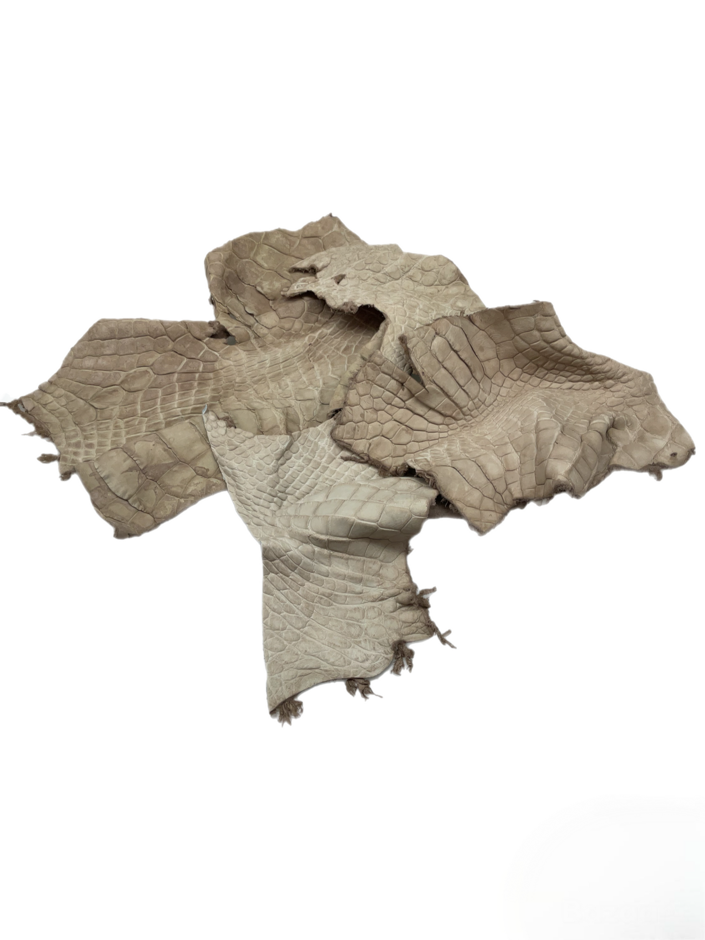 Genuine Alligator Leather Scraps Per Pound - Tan Large Size Pieces