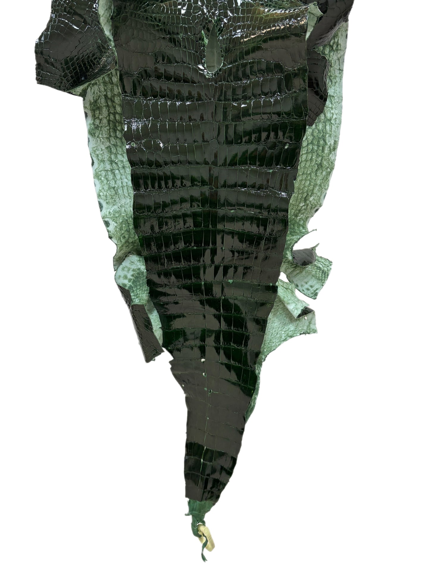 39 cm Grade 2/3 Forest Green Glazed Wild American Alligator Leather - Tag: LA23-0024152