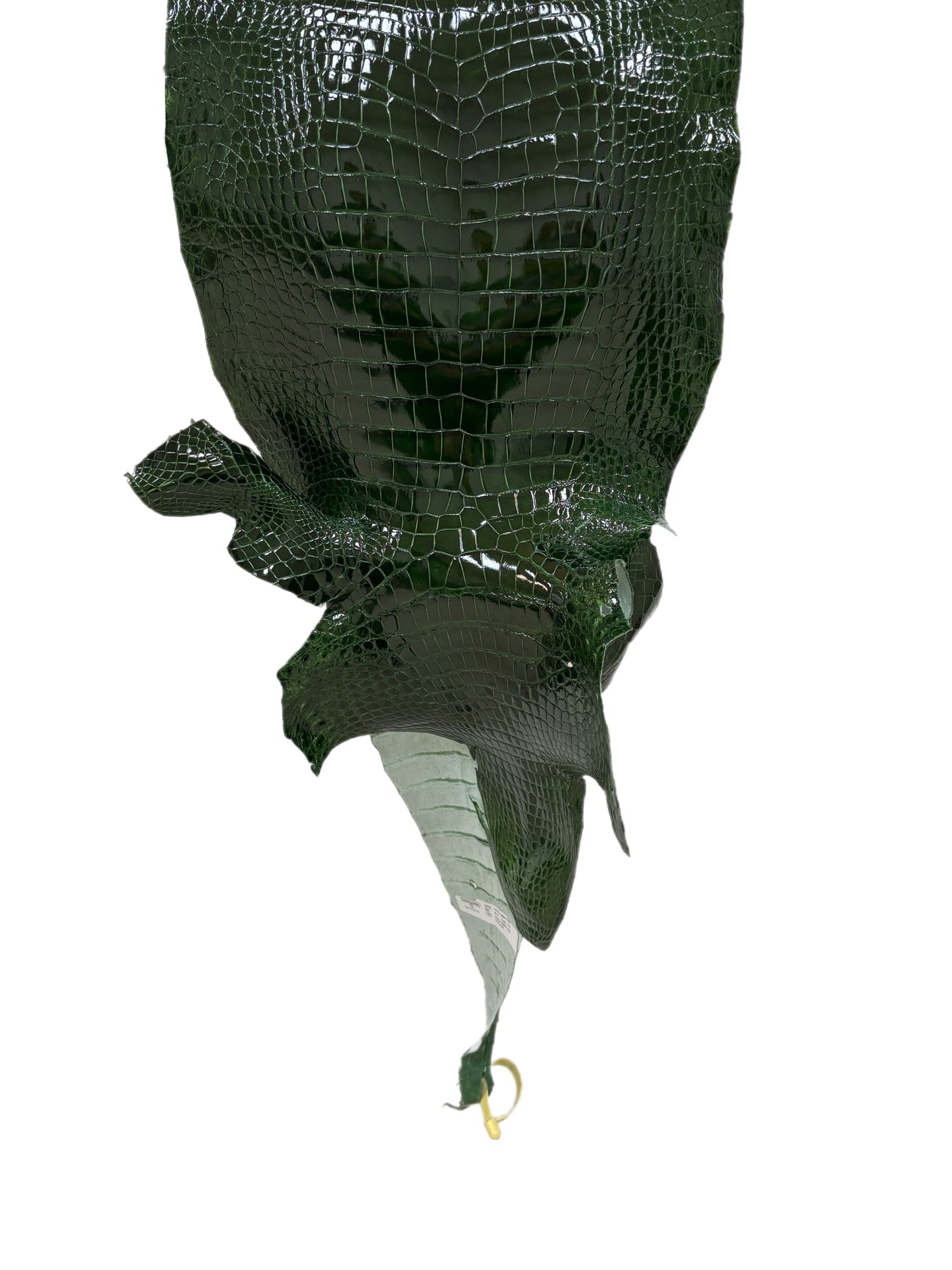 35 cm Grade 2/3 Forest Green Glazed Wild American Alligator Leather - Tag: LA16-0036650