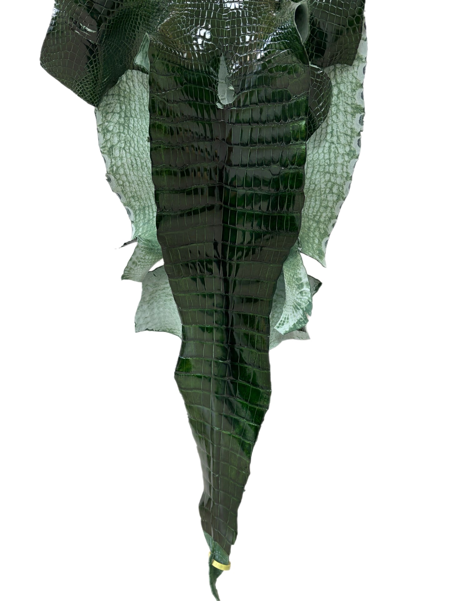 40 cm Grade 2/3 Forest Green Glazed Wild American Alligator Leather - Tag: LA16-0026697