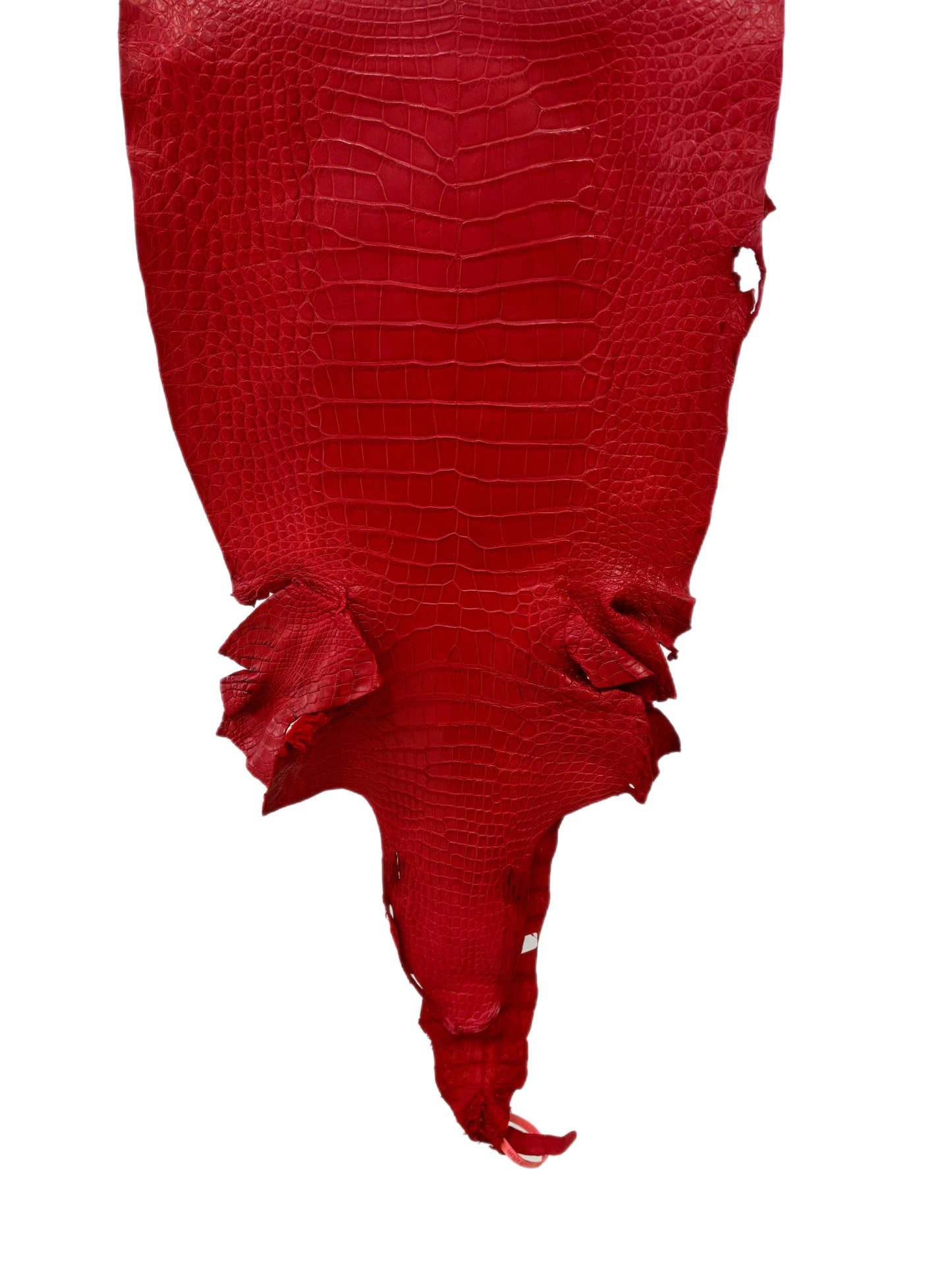 41 cm Grade 3/4 Candy Apple Red Matte Wild American Alligator Leather - Tag: LA24-0024399