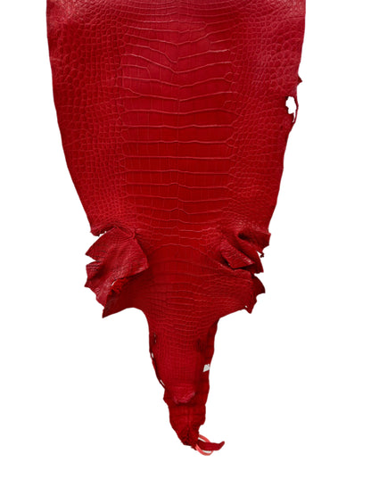 41 cm Grade 3/4 Candy Apple Red Matte Wild American Alligator Leather - Tag: LA24-0024399