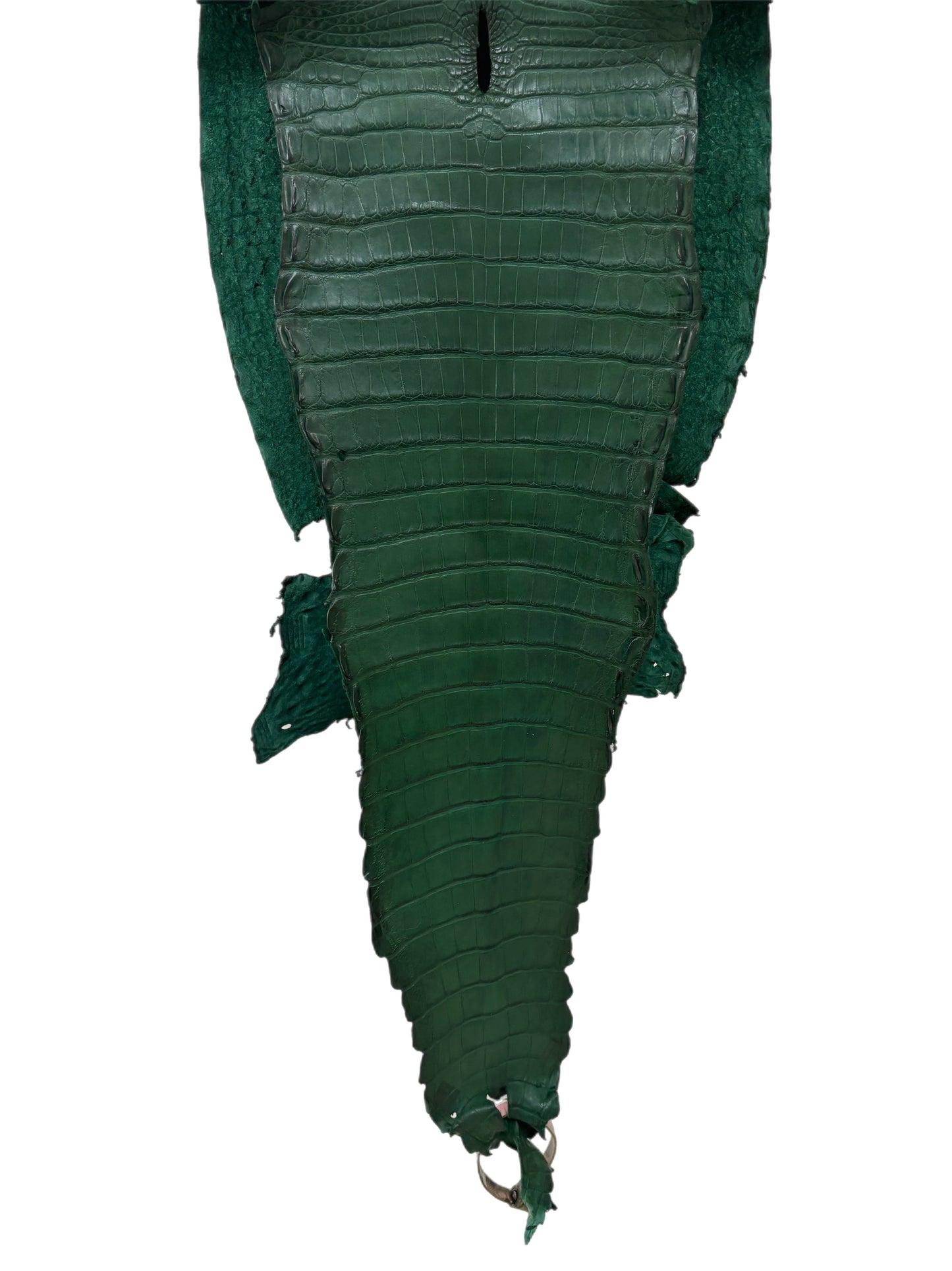26 cm Grade 3/4 Forest Green Matte Farm Raised American Alligator Leather - Tag: FL21-0024626