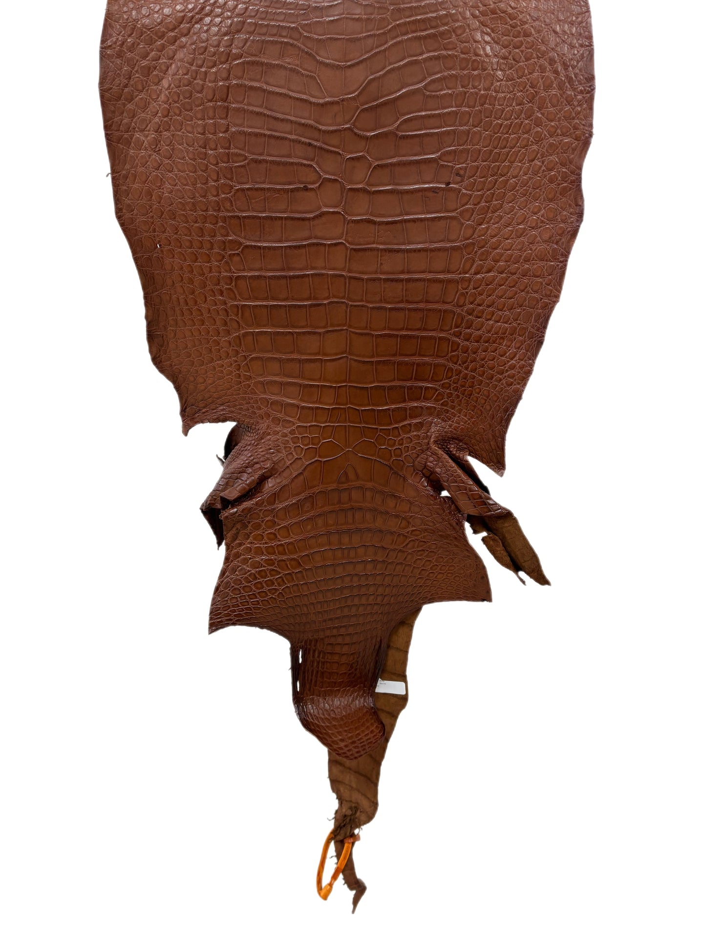 39 cm Grade 3/4  Cigar Matte Wild American Alligator Leather - Tag: LA23-0028596
