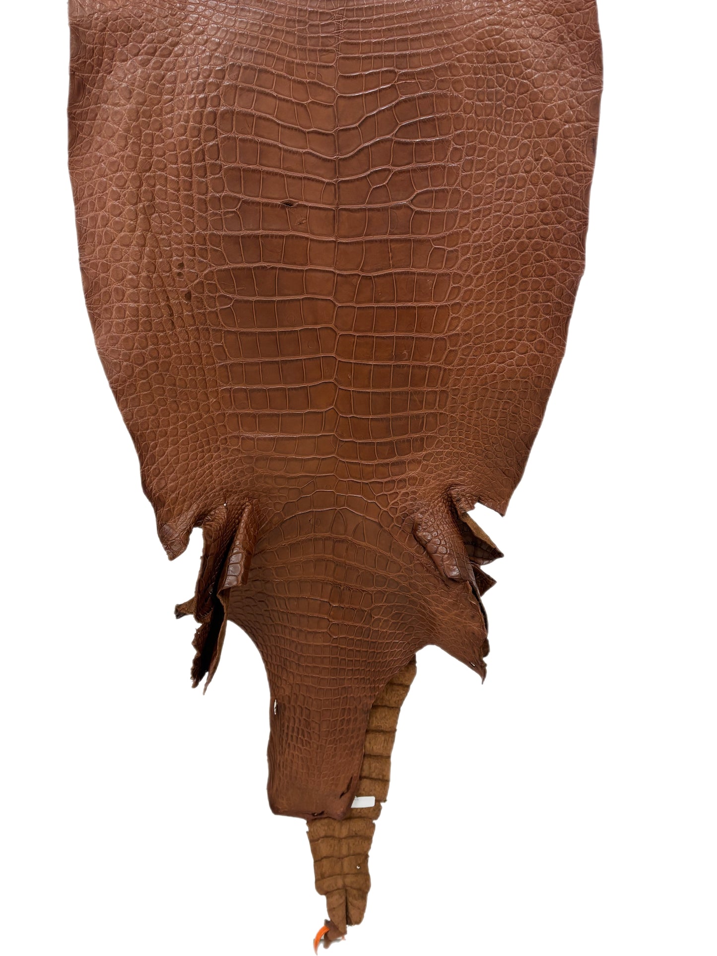 50 cm Grade 4/5  Cigar Matte Wild American Alligator Leather - Tag: LA24-0024196