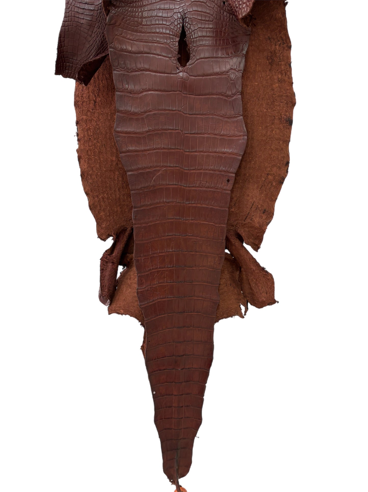38 cm Grade 3/4 Italian Gold Matte Wild American Alligator Leather - Tag: LA18-0053095