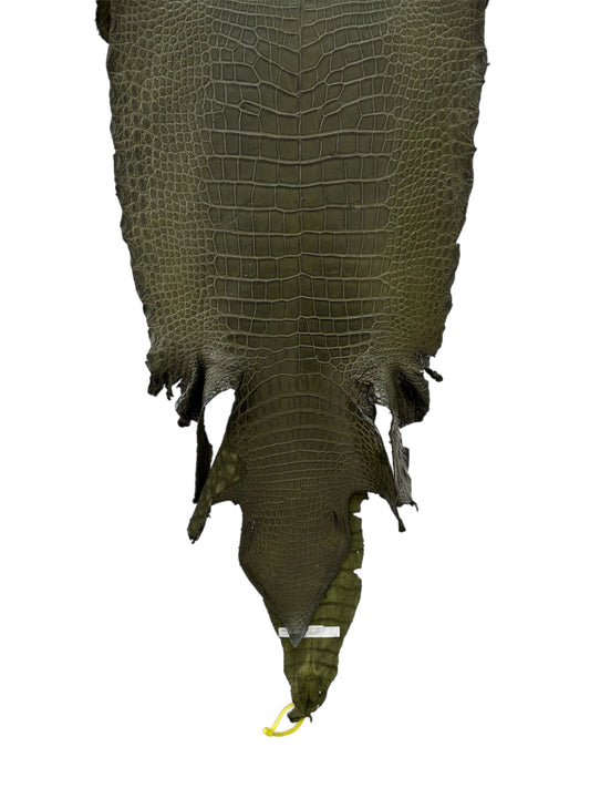 43 cm Grade 3/4 Olive Matte Wild American Alligator Leather - Tag: LA22-0016526