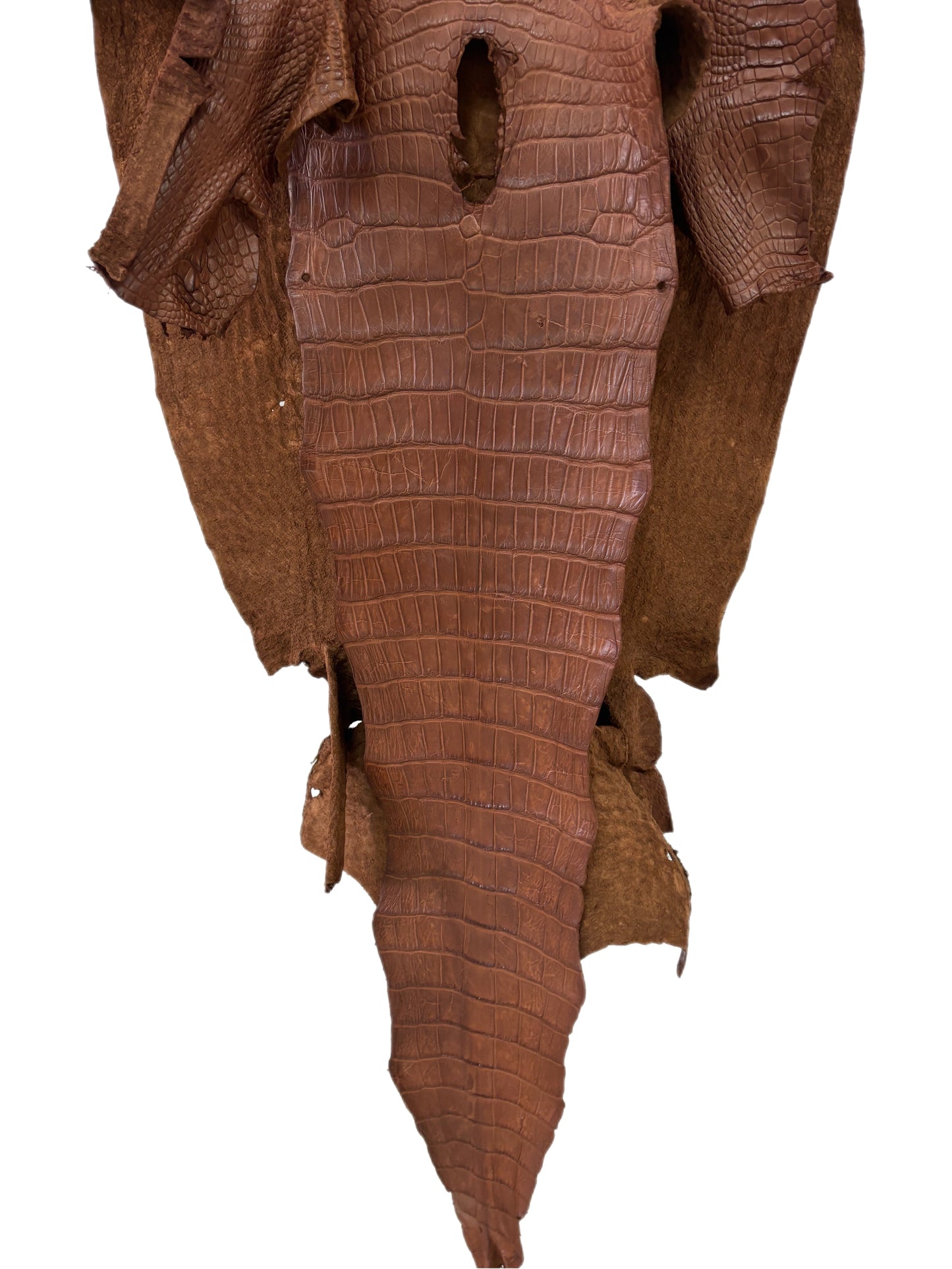 49 cm Grade 4/5 Cigar Matte Wild American Alligator Leather - Tag: LA24-0048921