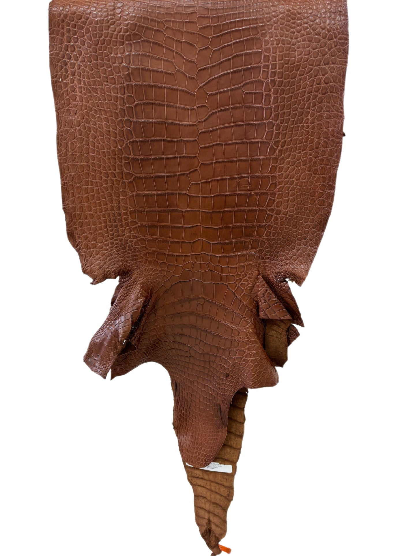 44 cm Grade 3/4 Cigar Matte Wild American Alligator Leather - Tag: LA24-0010244