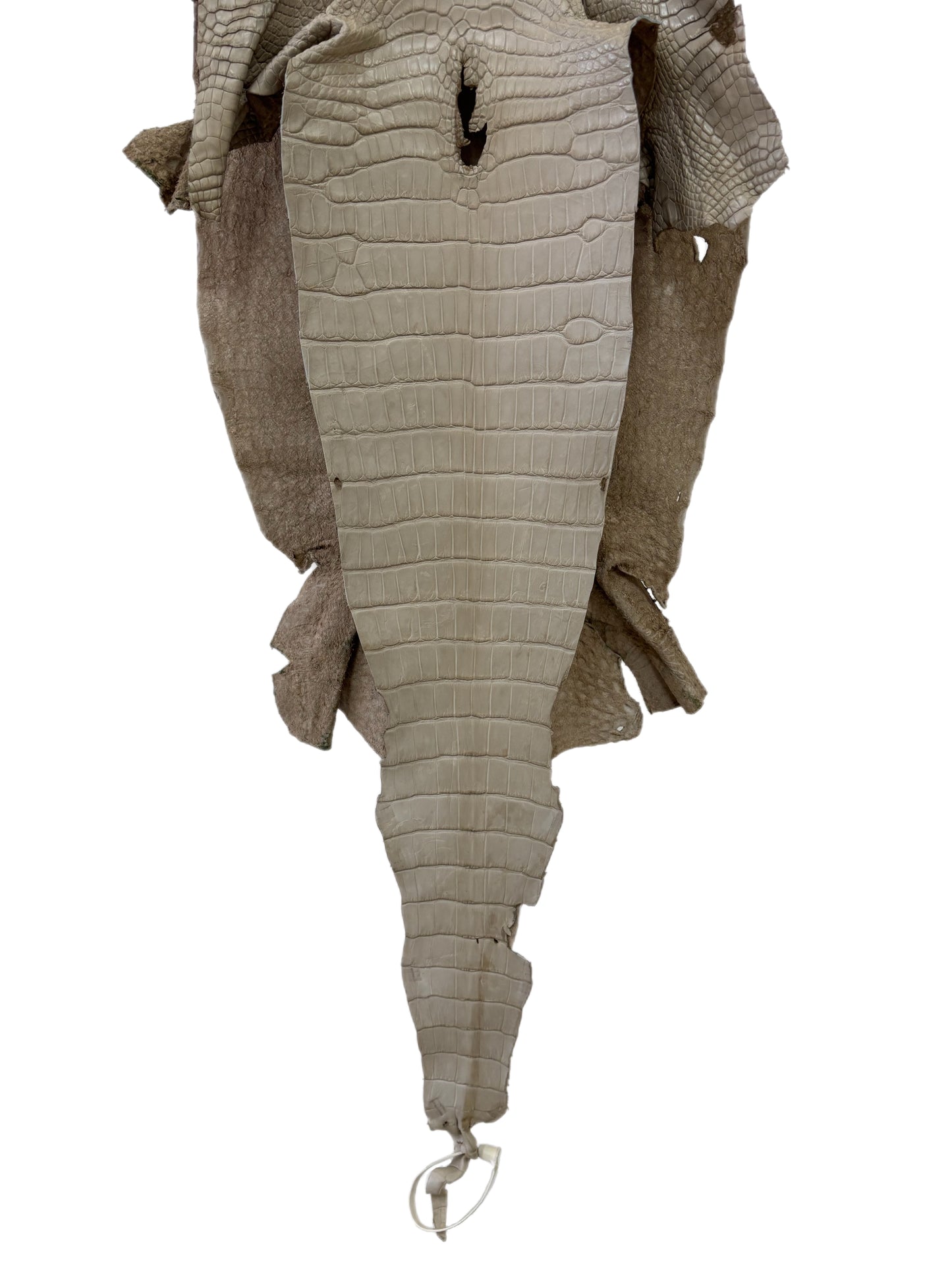 32 cm Grade 3/4 Stormy Matte Wild American Alligator Leather - Tag: LA23-0022761