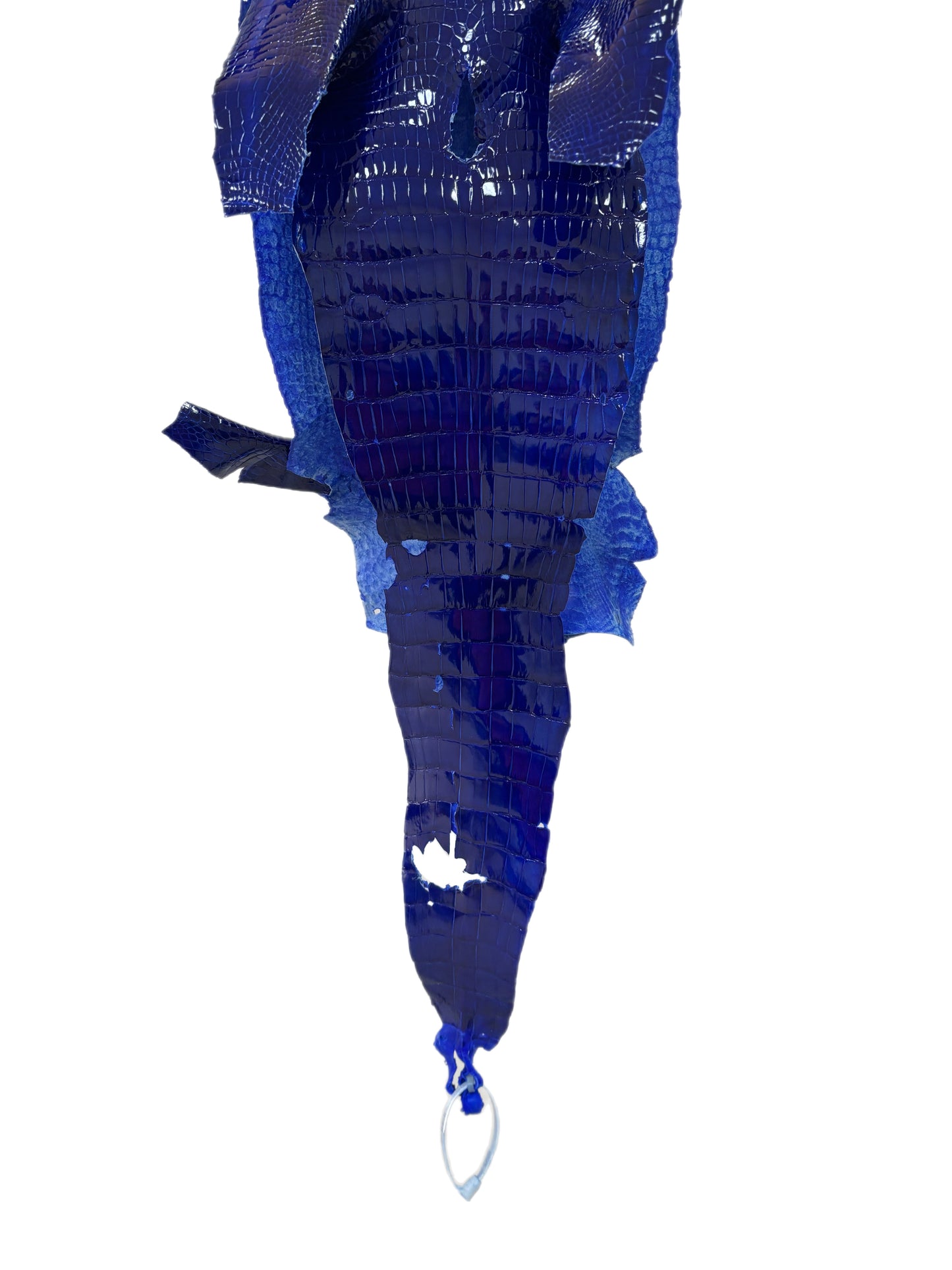 23 cm Grade 1/2 Electric Blue Glazed Wild American Alligator Leather - Tag: LA23-0002052