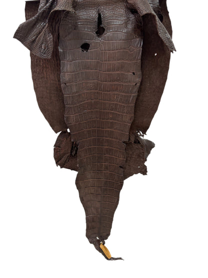 43 cm Grade 2/3 Chocolate Matte Wild American Alligator Leather - Tag: LA23-0003638