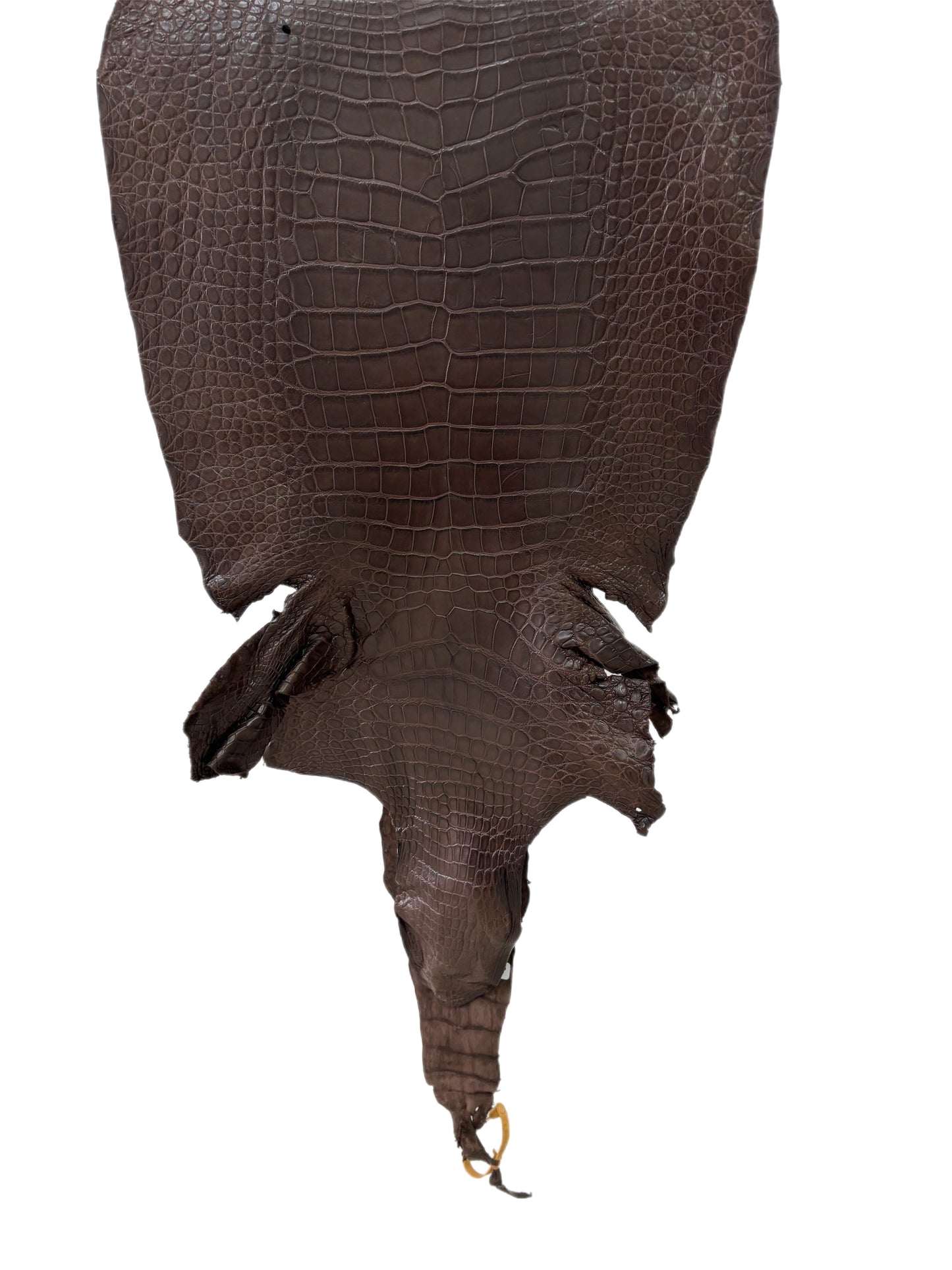 42 cm Grade 3/4 Chocolate Matte Wild American Alligator Leather - Tag: LA23-0003705