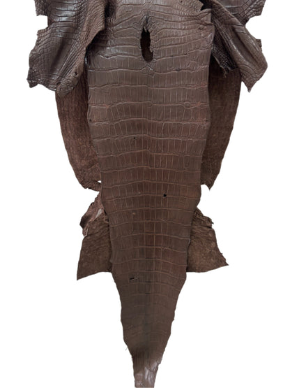 42 cm Grade 3/4 Chocolate Matte Wild American Alligator Leather - Tag: LA24-0017437