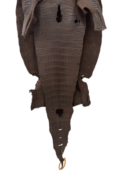 40 cm Grade 3/4 Chocolate Matte Wild American Alligator Leather - Tag: LA23-0005529