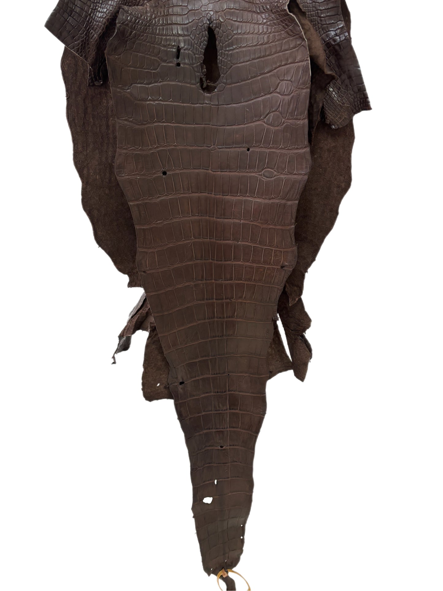 41 cm Grade 2/3 Chocolate Matte Wild American Alligator Leather - Tag: LA23-0003182