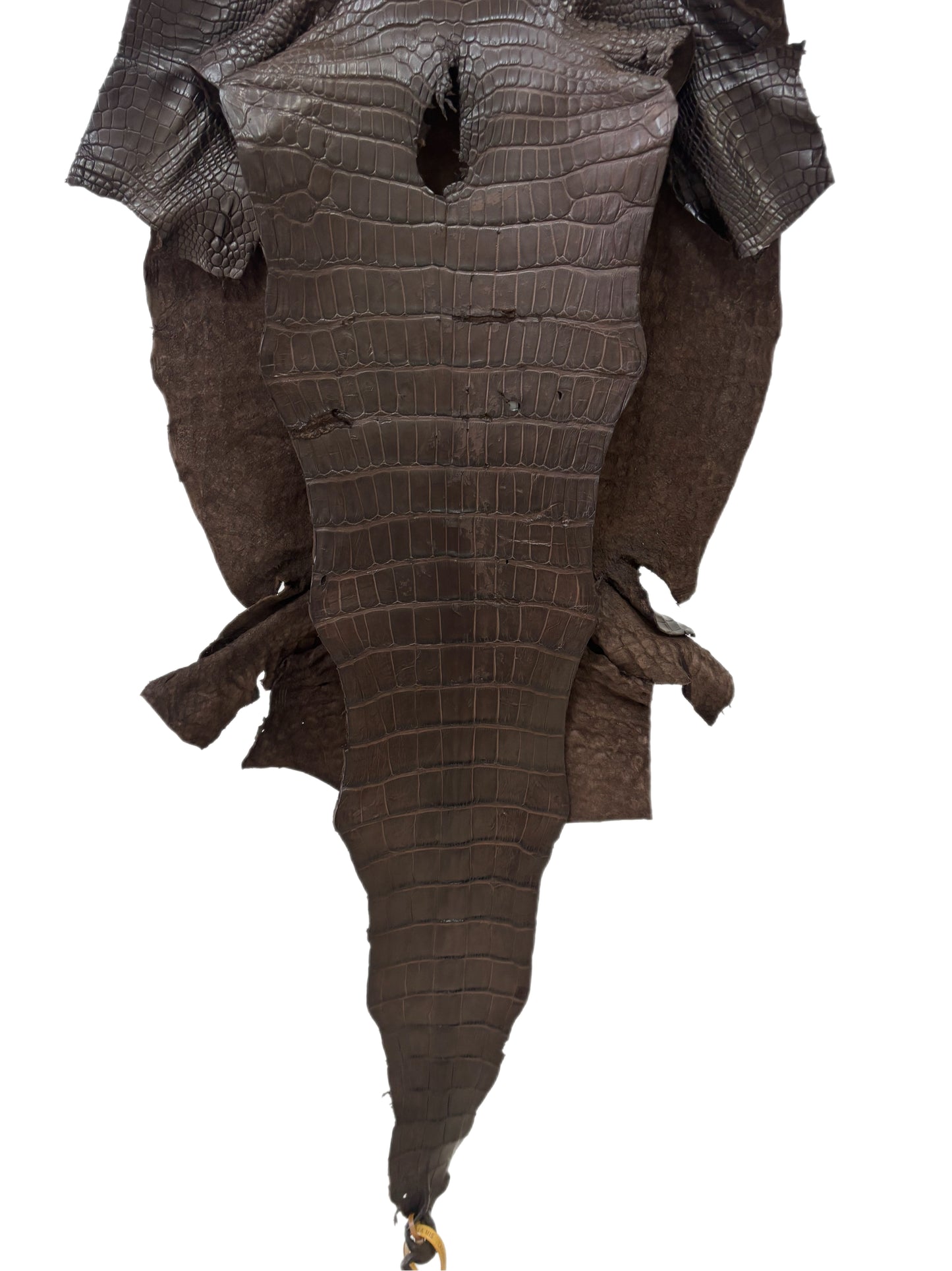 43 cm Grade 3/4 Chocolate Matte Farm-Raised American Alligator Leather - Tag: LA23-0017483
