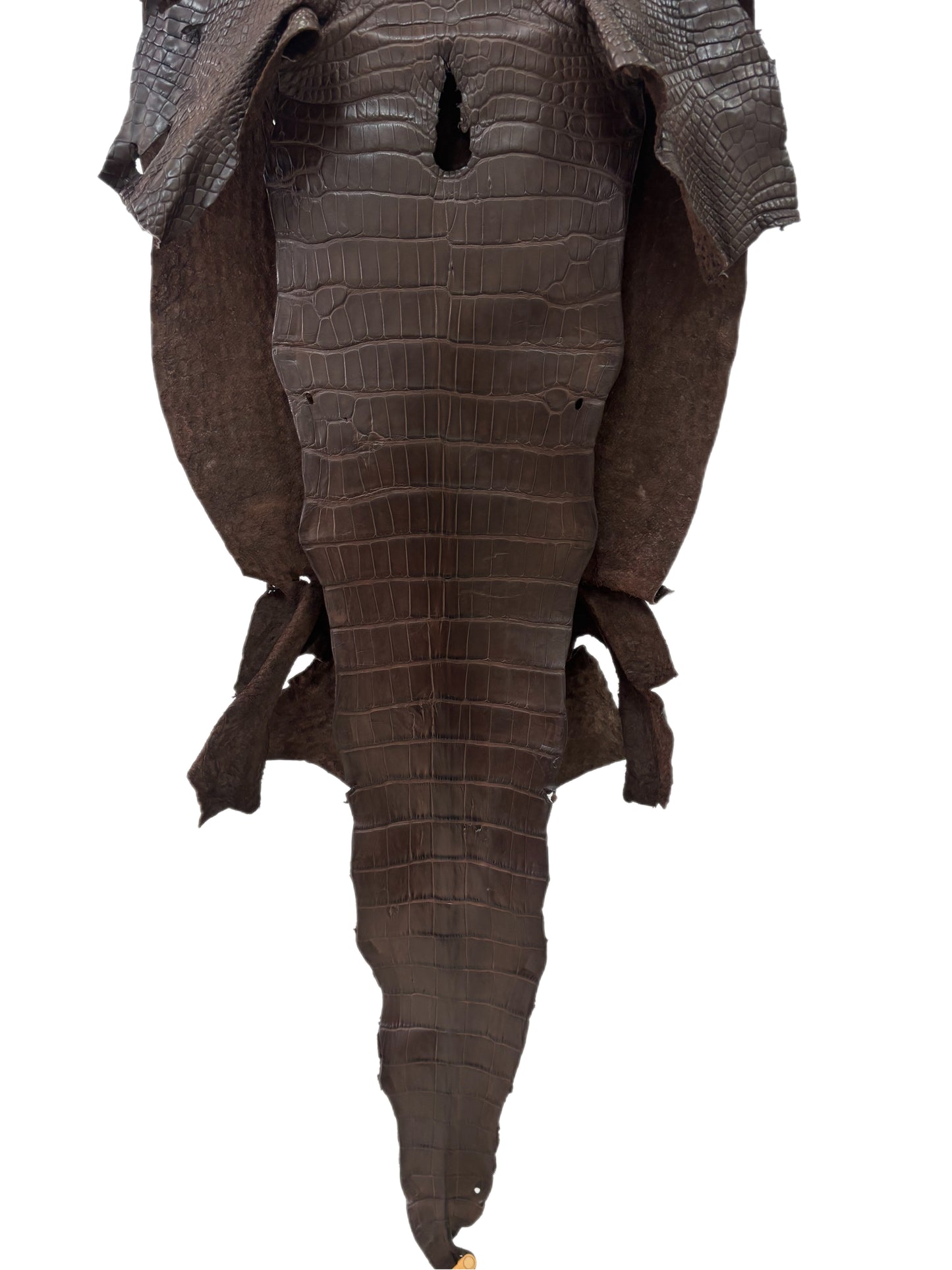 38 cm Grade 3/4 Chocolate Matte Wild American Alligator Leather - Tag: LA23-0027725