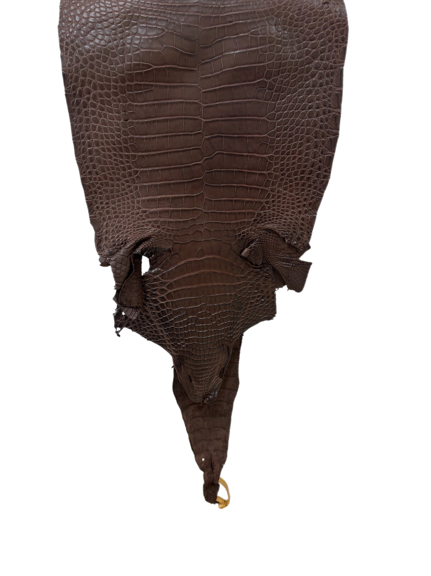 31 cm Grade 3/4 Chocolate Matte Farm-Raised American Alligator Leather - Tag: FL17-0035525