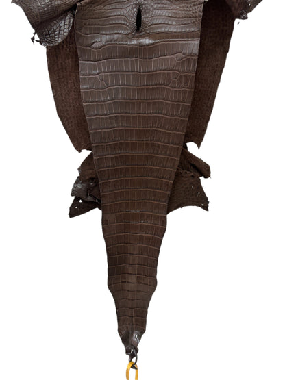 34 cm Grade 1 Chocolate Matte Farm-Raised American Alligator Leather - Tag: FL16-0031681