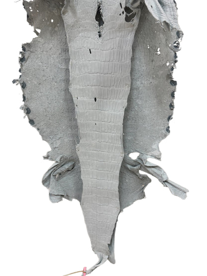 49 cm Grade 4/5 White Crust Wild American Alligator Leather - Tag: LA24-0017454