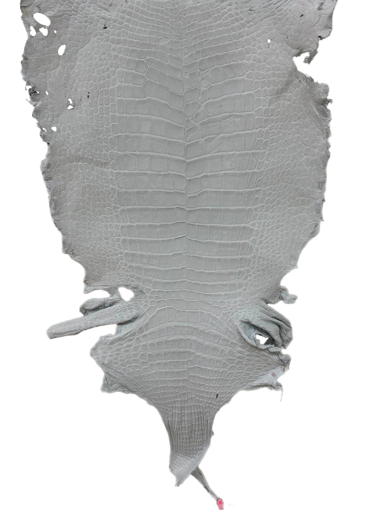 49 cm Grade 4/5 White Crust Wild American Alligator Leather - Tag: LA24-0017454