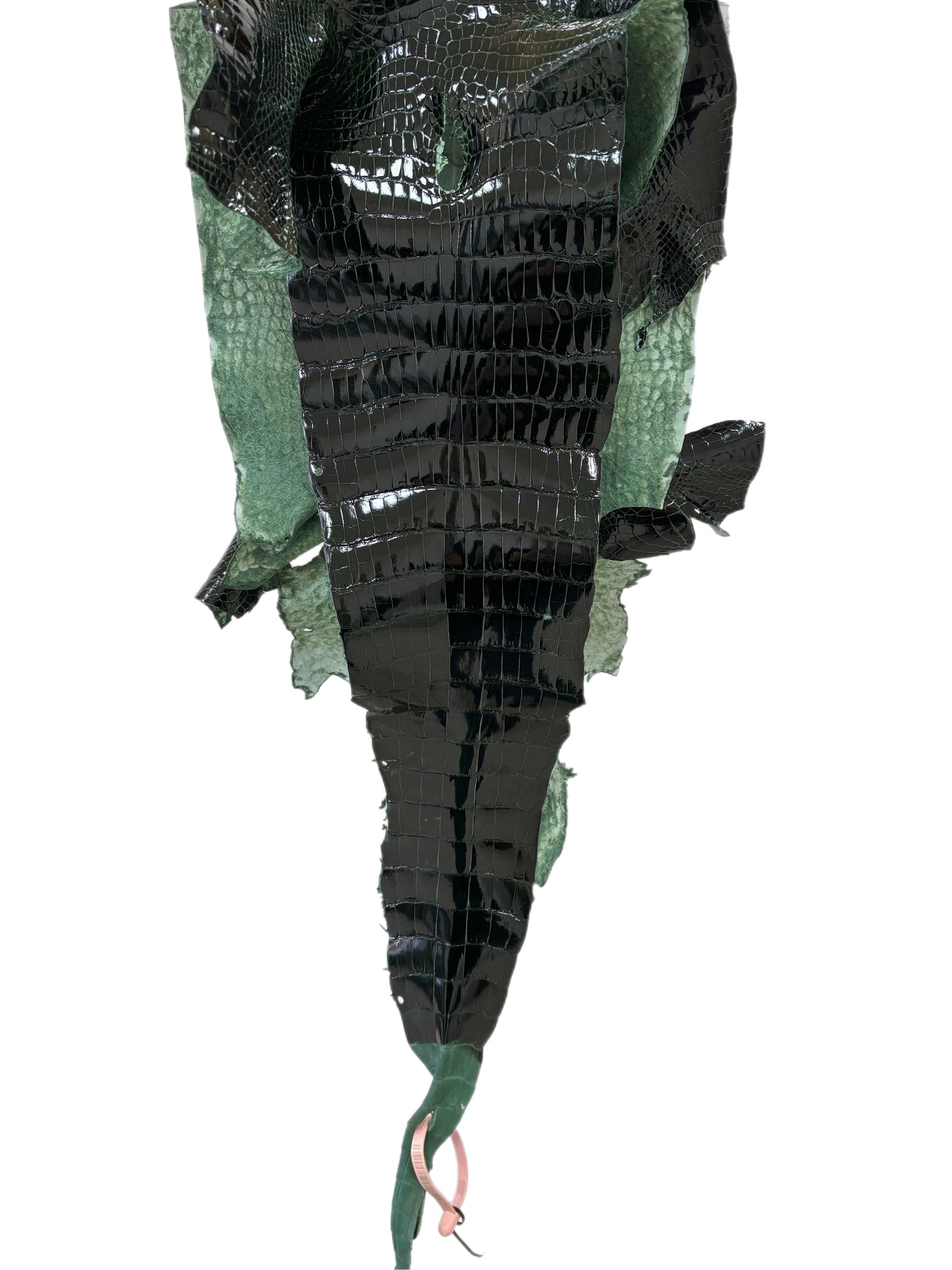 31 cm Grade 1/2 Forest Green Glazed Wild American Alligator Leather - Tag: LA18-0037337