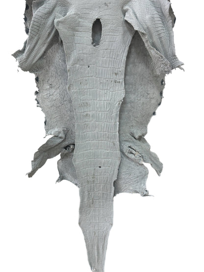 47 cm Grade 4/5 White Crust Wild American Alligator Leather - Tag: LA23-0018251