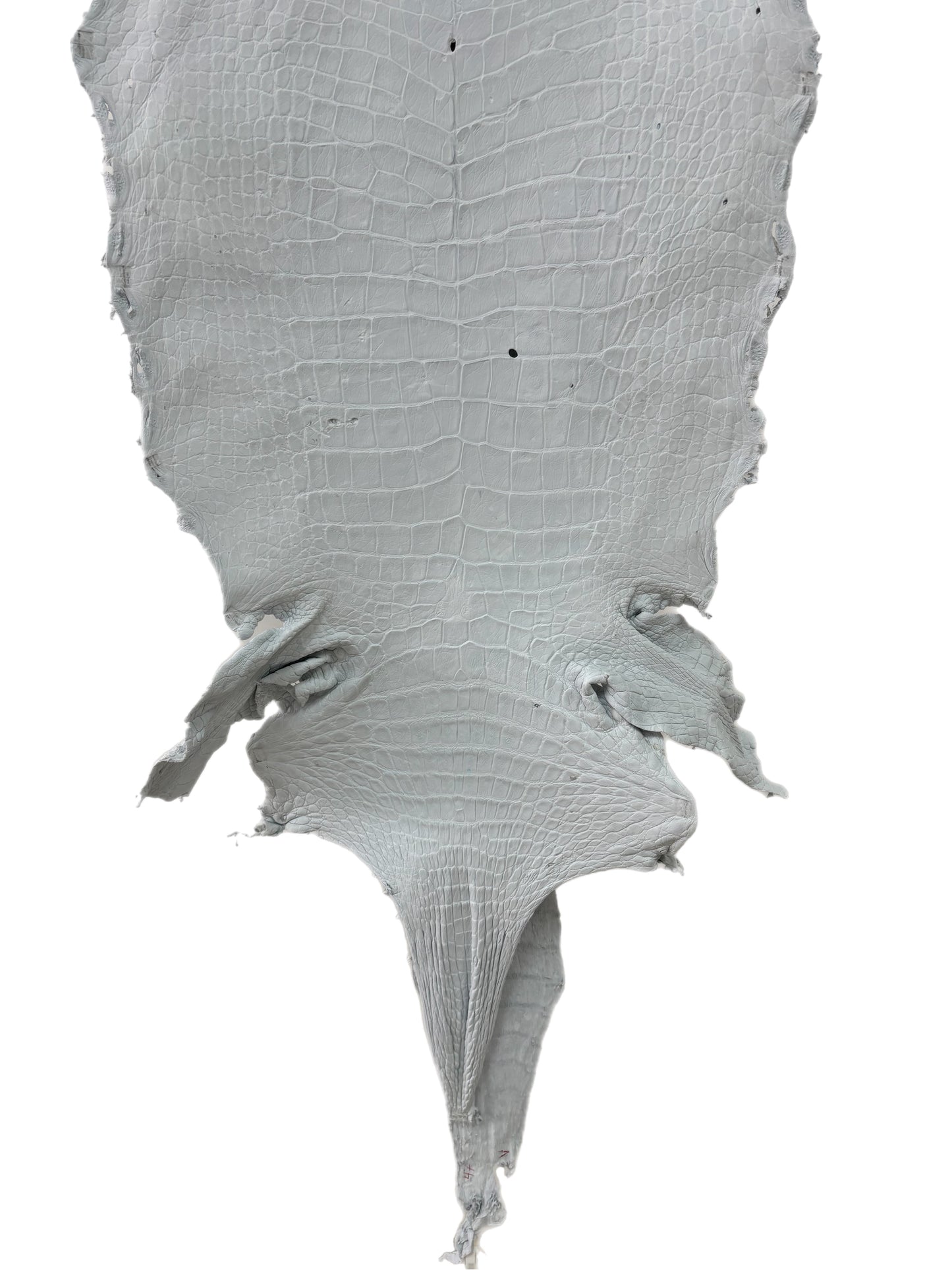 47 cm Grade 4/5 White Crust Wild American Alligator Leather - Tag: LA23-0018251