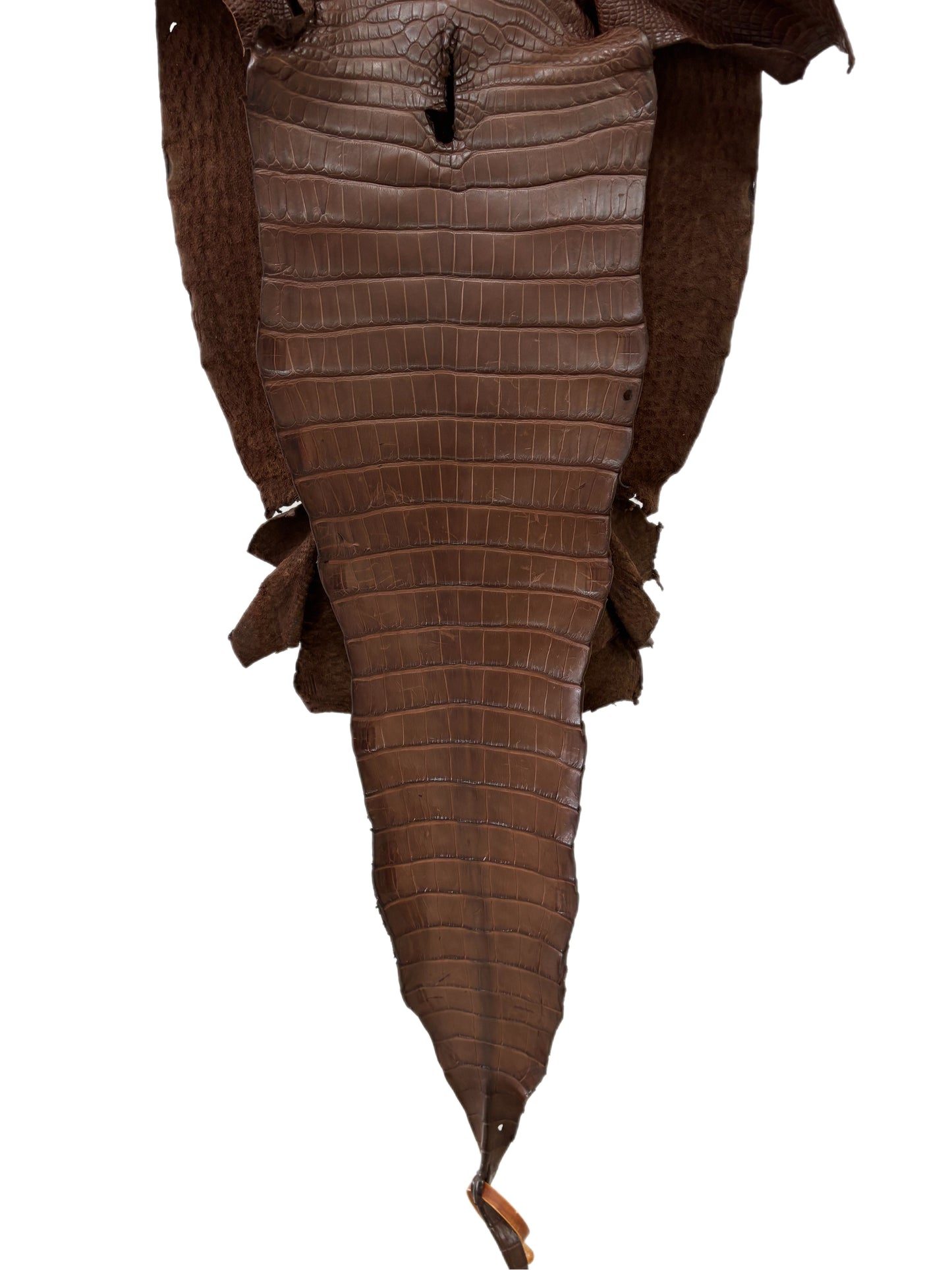 33 cm Grade 1/2 Chocolate Matte Farm-Raised American Alligator Leather - Tag: FL17-0036527