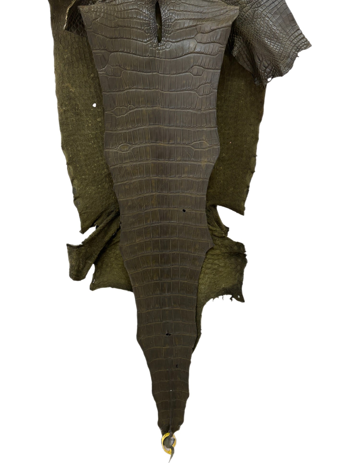 47 cm Grade 3/4 Olive Matte Wild American Alligator Leather - Tag: LA22-0021237