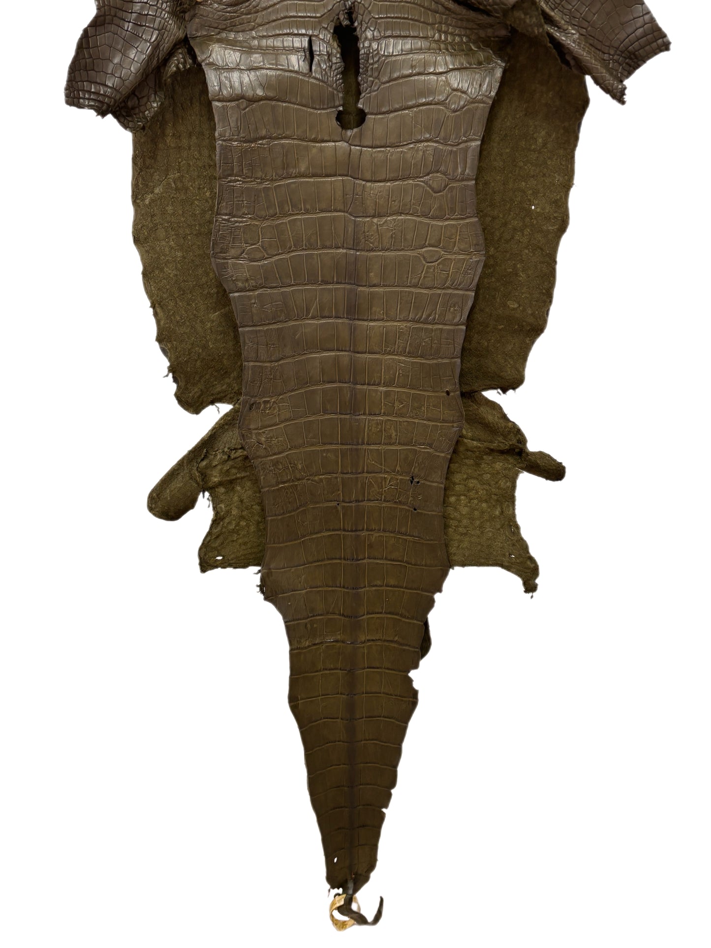 45 cm Grade 3/4 Olive Matte Wild American Alligator Leather - Tag: LA23-0017368