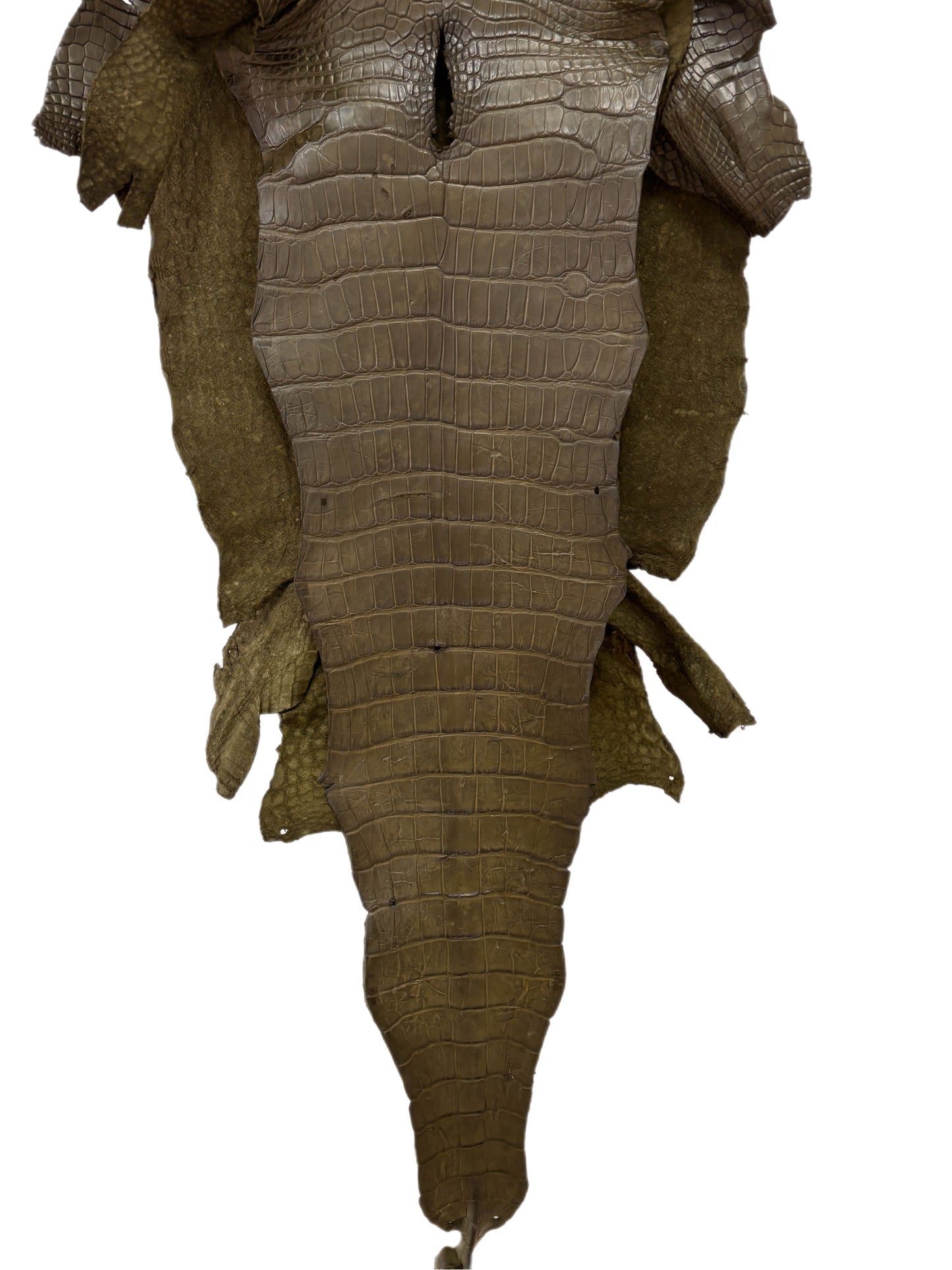 44 cm Grade 3/4 Olive Matte American Alligator Leather - Tag: LA23-0001540