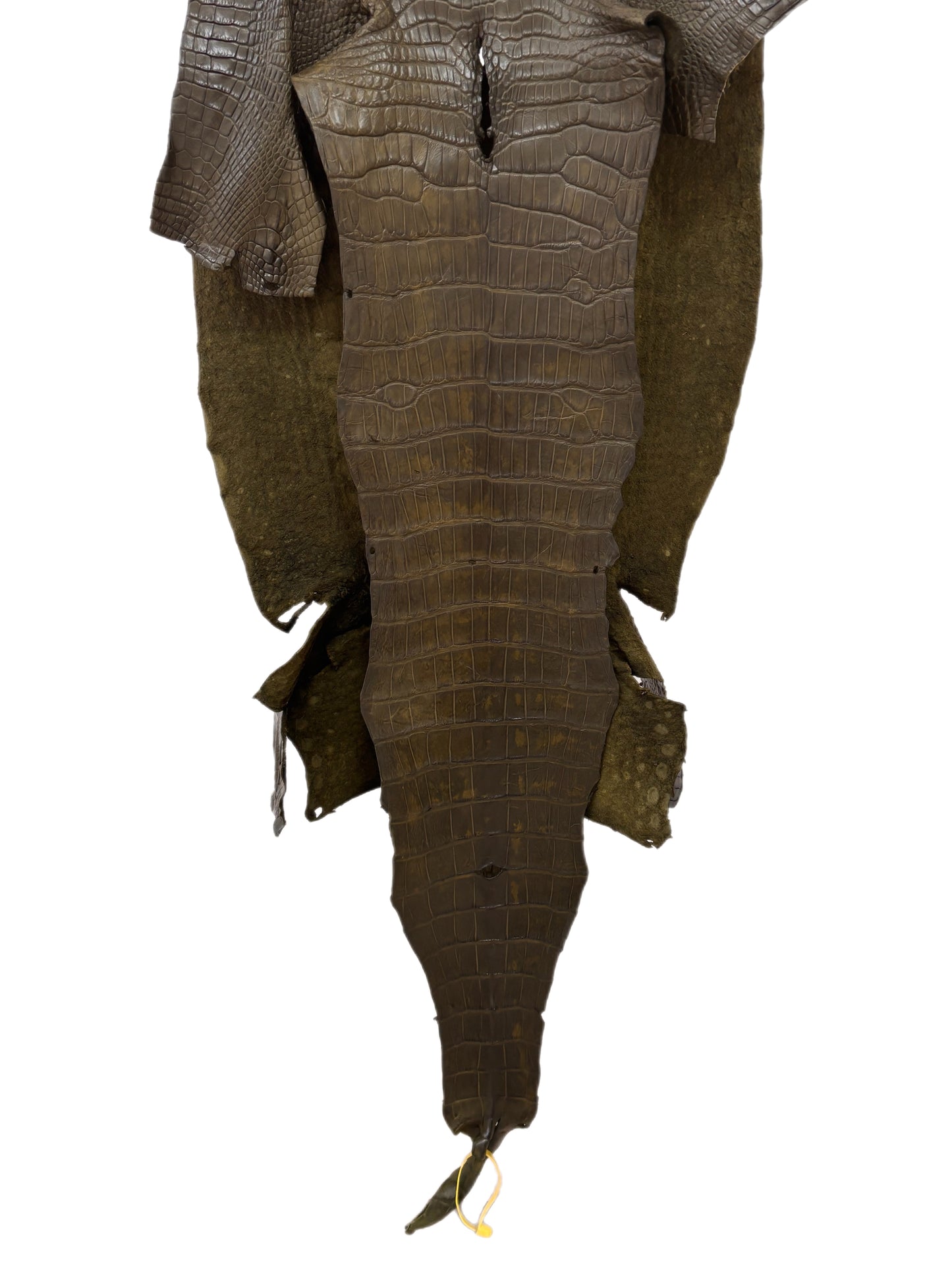 47 cm Grade 3/4 Olive Matte Wild American Alligator Leather - Tag: LA22-0021568