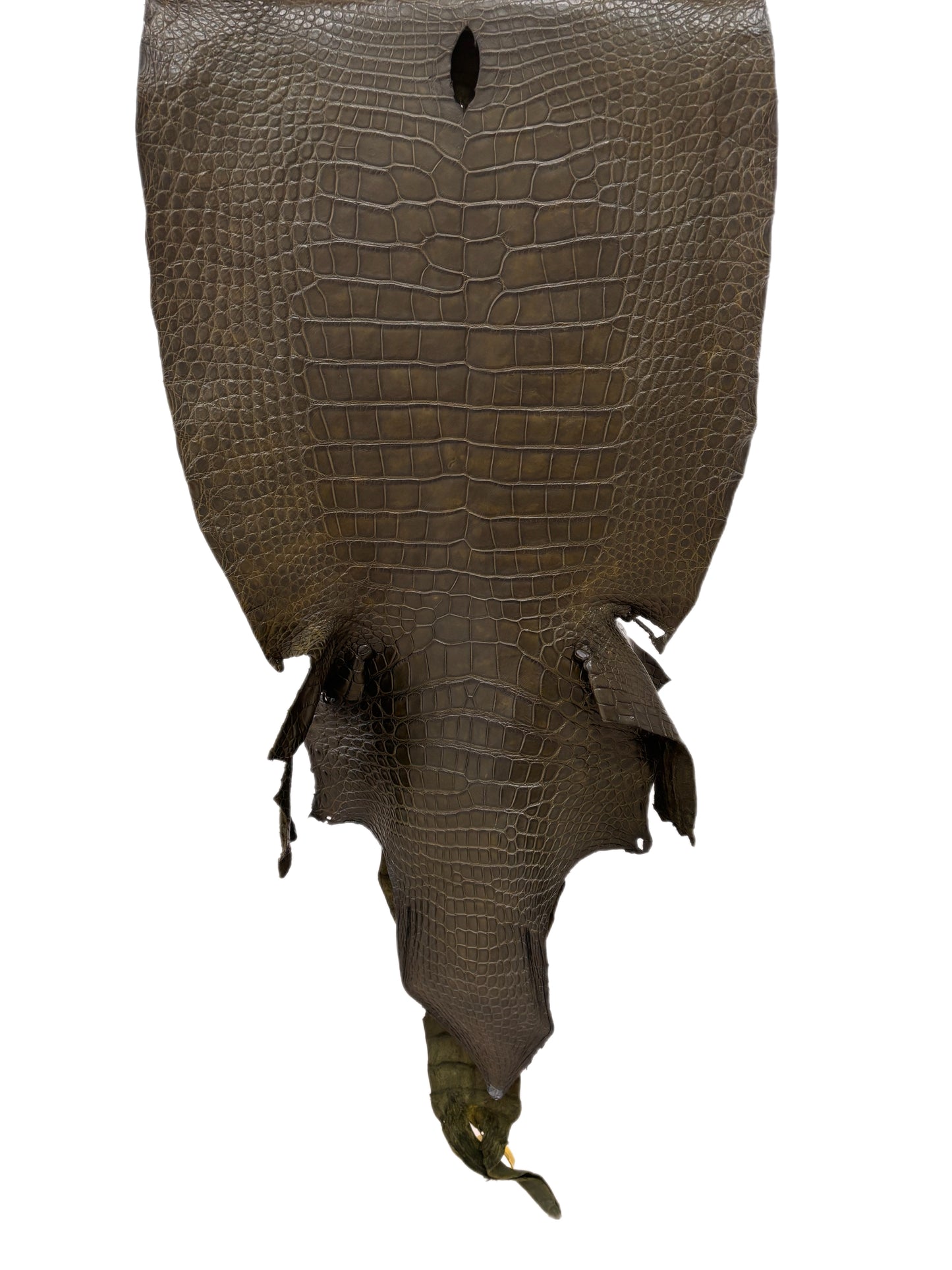 47 cm Grade 3/4 Olive Matte Wild American Alligator Leather - Tag: LA22-0021568