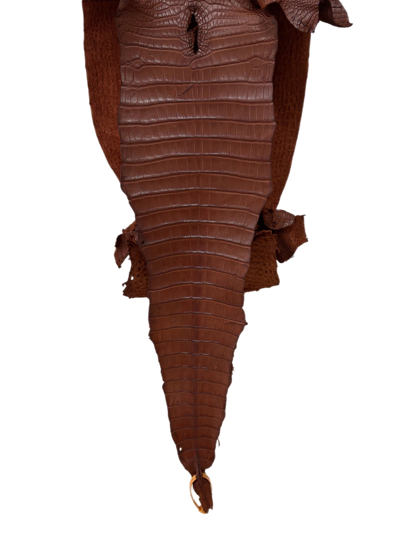 32 cm Grade 2/3 Rodeo Matte Farm-Raised American Alligator Leather - Tag: FL17-0036027