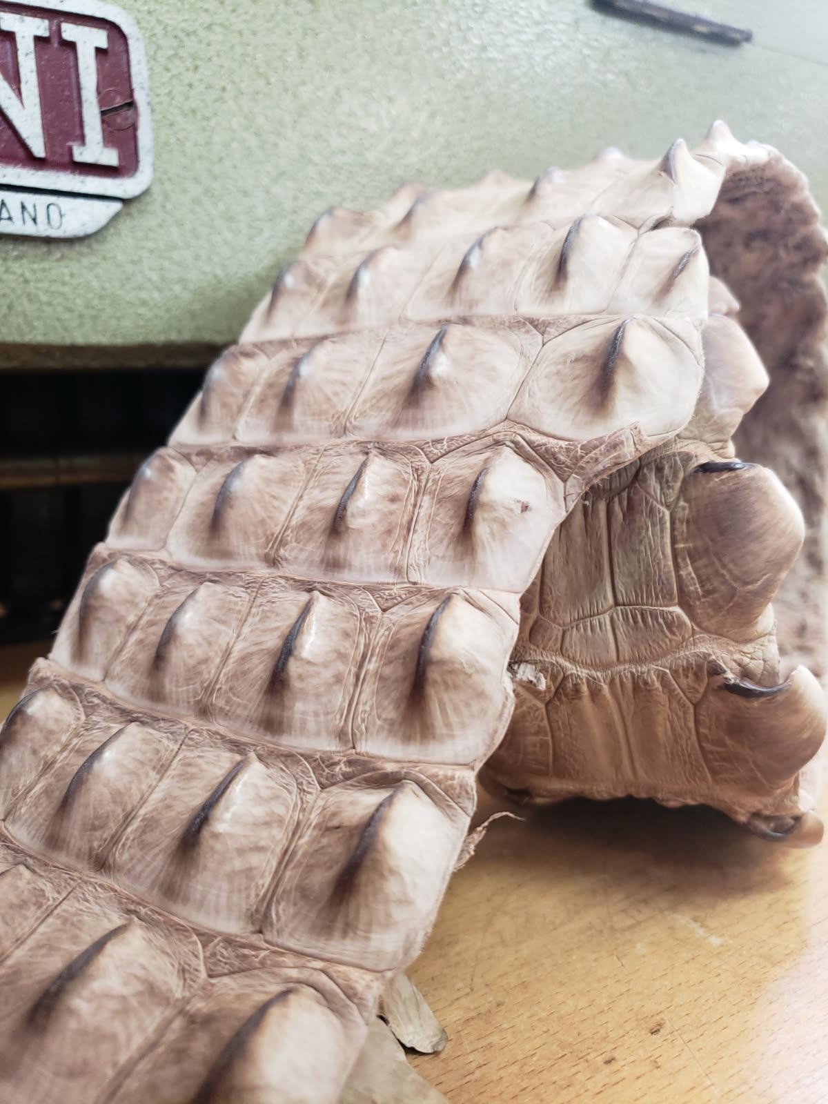 90-99 Cm Grade 1 Tan Vintage Matte Nile Crocodile Backstrap Leather