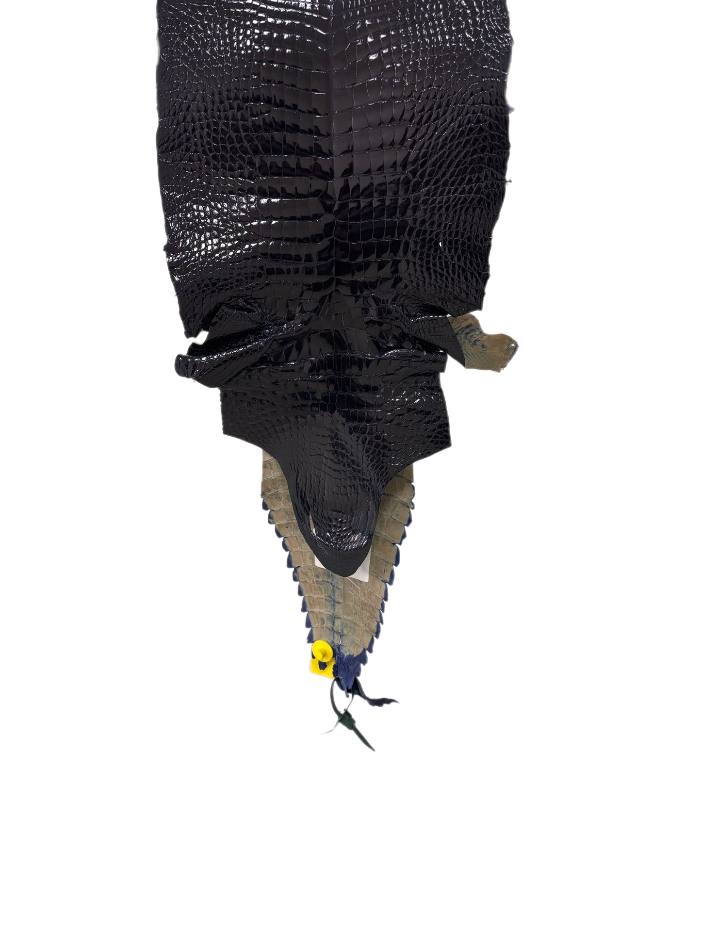 30 cm Grade 2/3 Navy Blue Glazed Wild American Alligator Leather - Tag: FL98-0009155