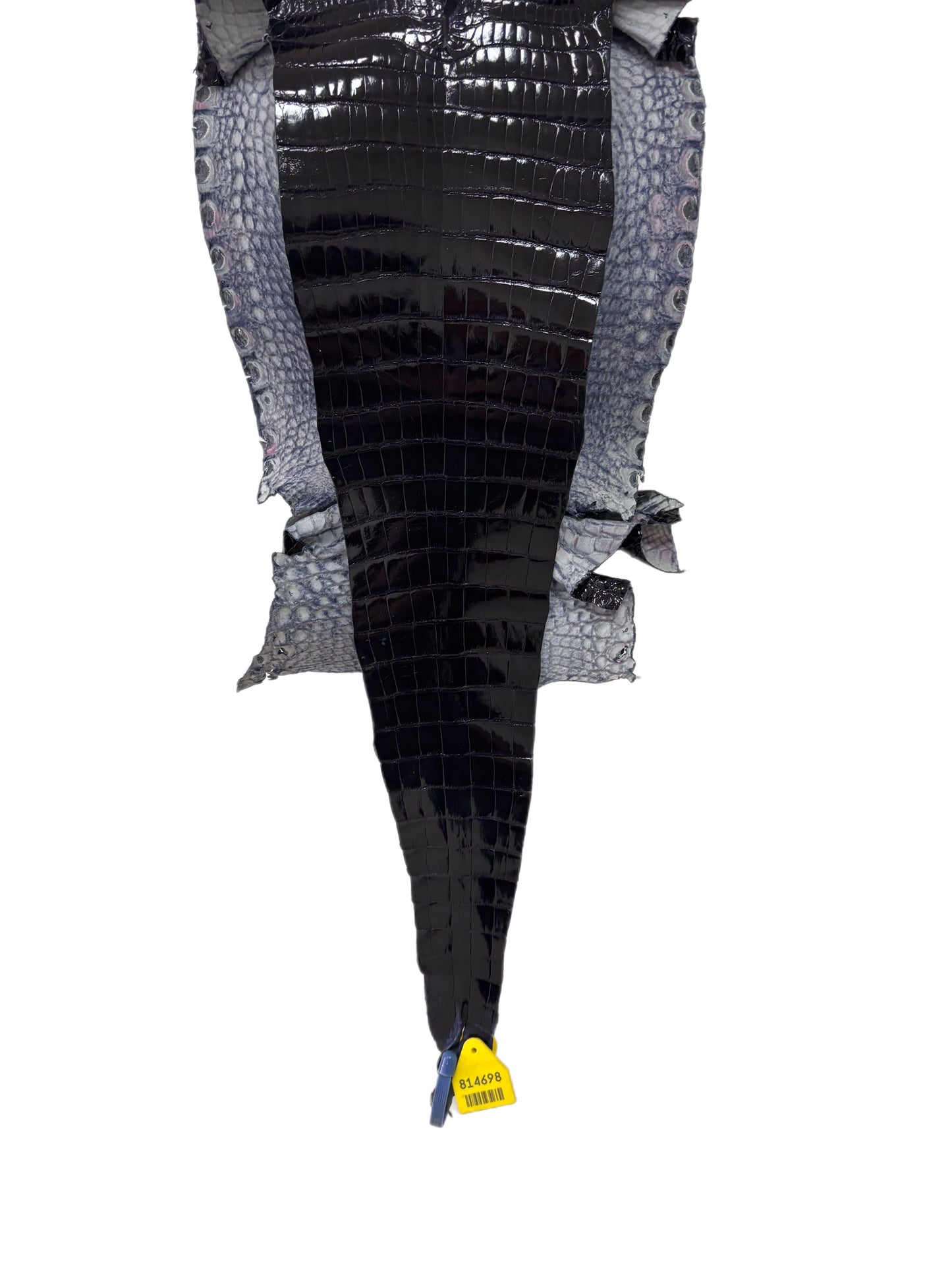 30 cm Grade 2/3 Navy Blue Glazed Wild American Alligator Leather - Tag: FL96-0004679