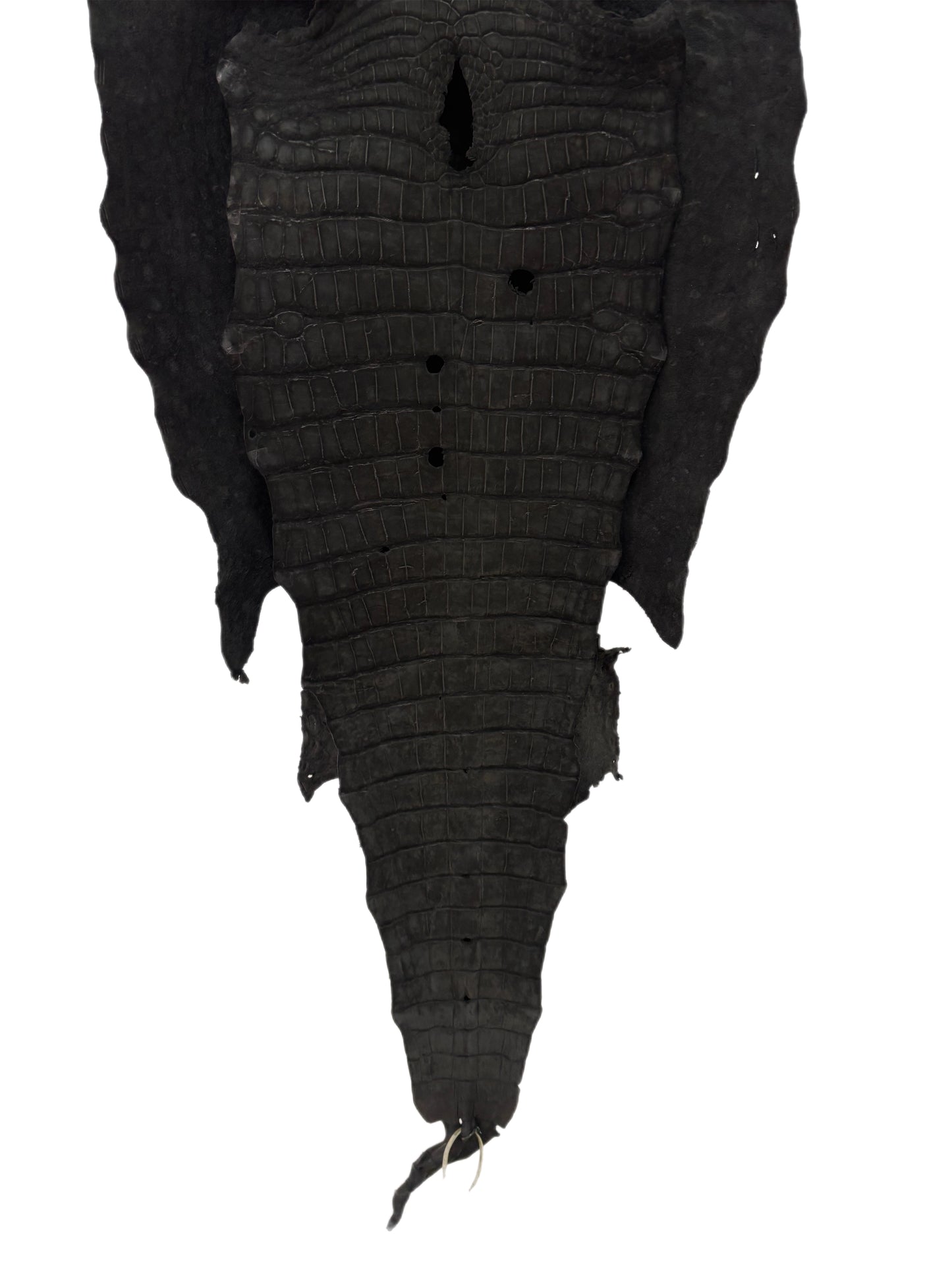 50 cm Grade 3/4 Black Nubuck Wild American Alligator Leather - Tag: LA23-0051900