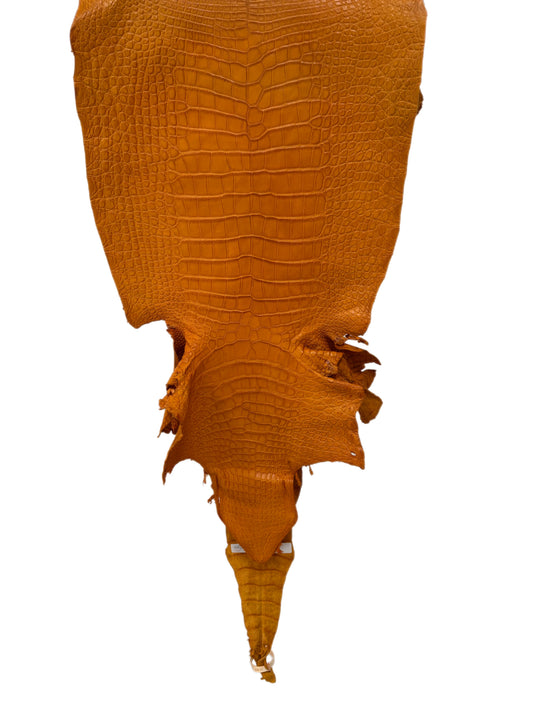 41 cm Grade 2/3 Buttercup Matte Wild American Alligator Leather - Tag: LA23-0004426