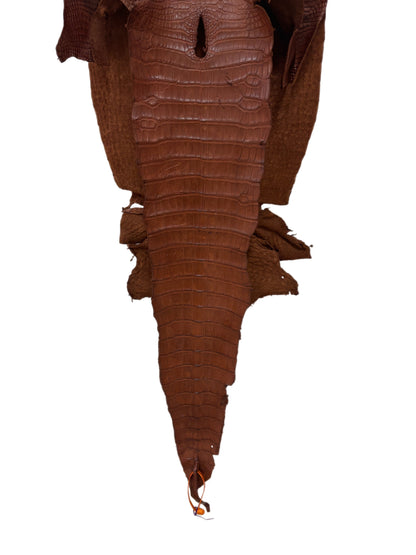 36 cm Grade 2/3 Cigar Desert Wild American Alligator Leather - Tag: LA16-0016672