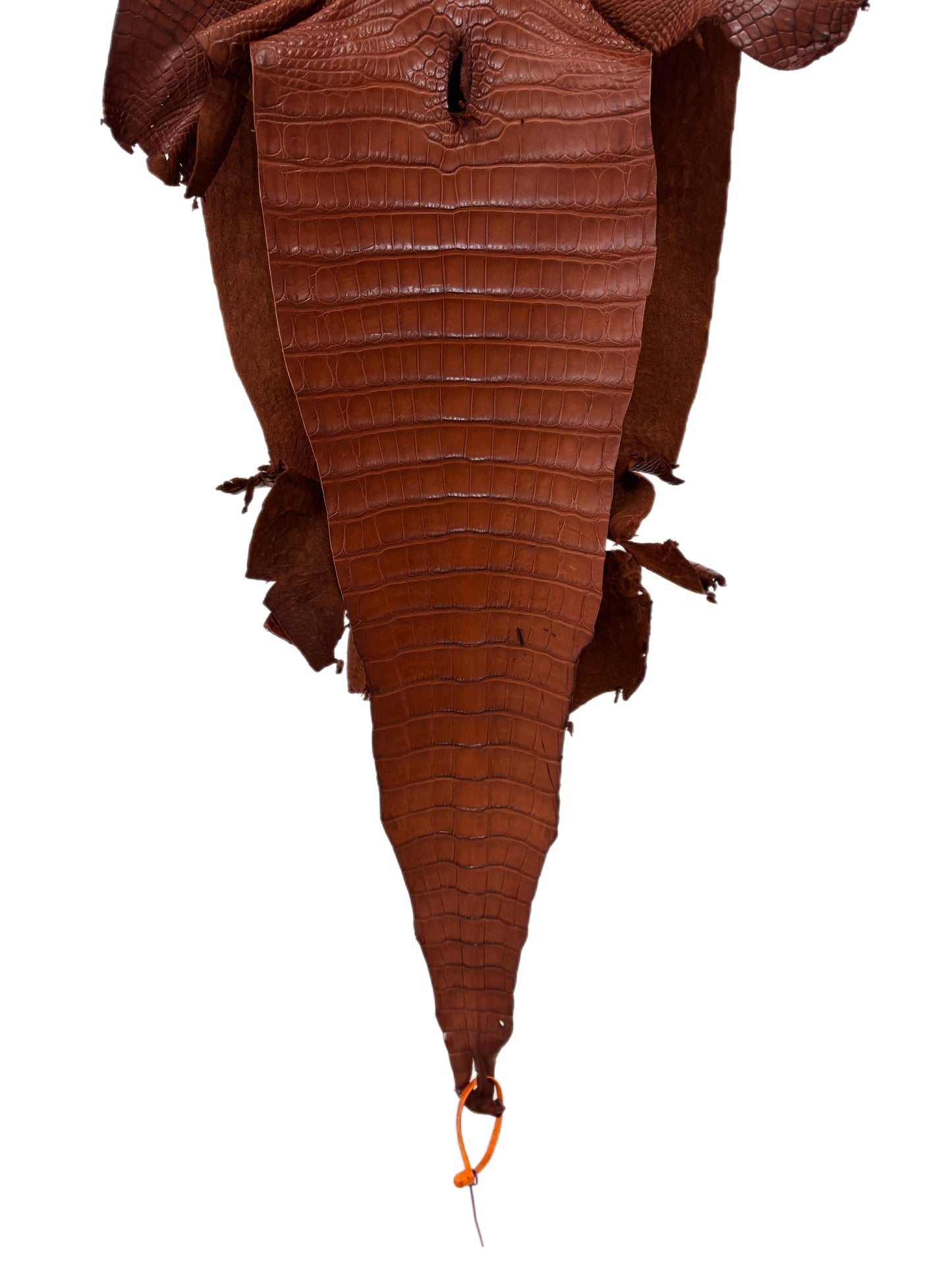 35 cm Grade 2/3 Cigar Desert Farm-Raised American Alligator Leather - Tag: FL16-0031997