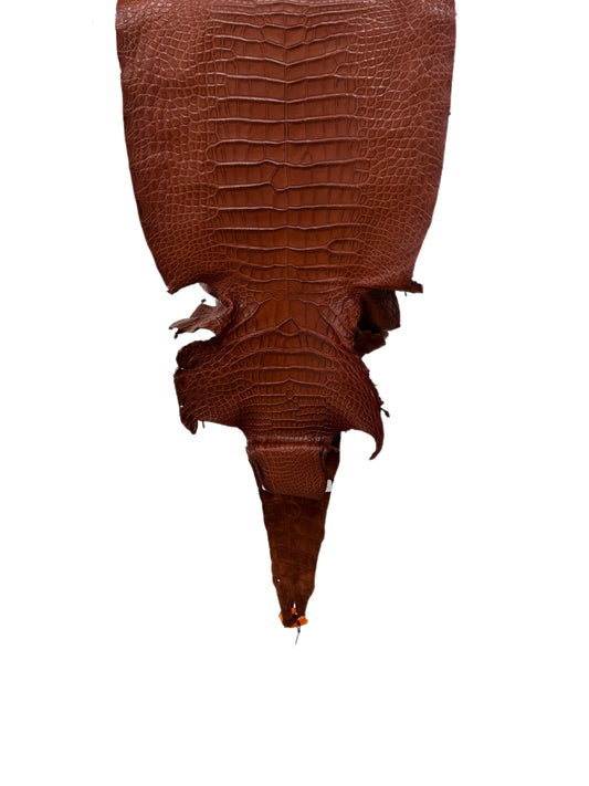 35 cm Grade 2/3 Cigar Desert Farm-Raised American Alligator Leather - Tag: FL16-0031997