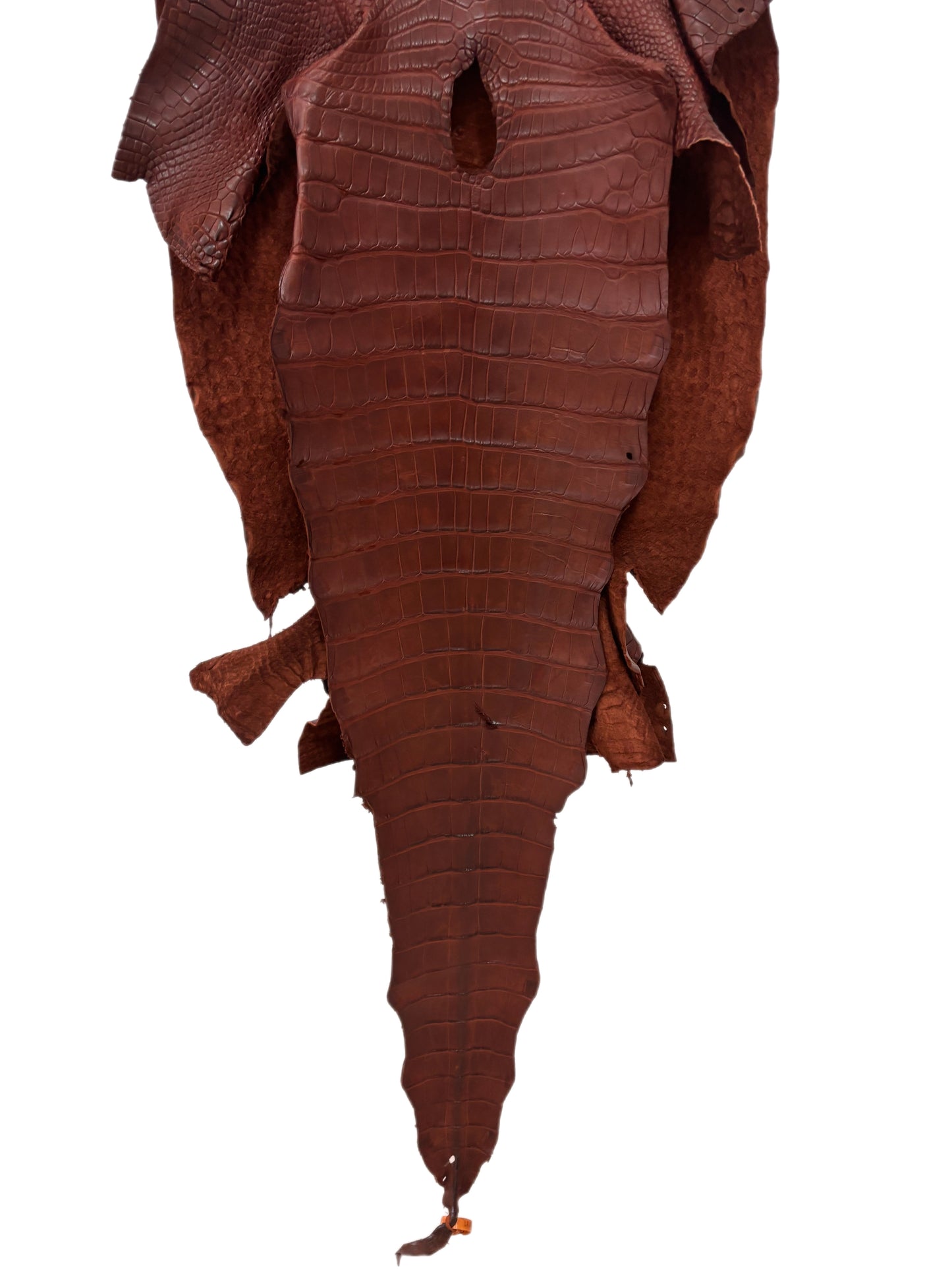 45 cm Grade 2/3 Italian Gold Matte Wild American Alligator Leather - Tag: LA23-0049206