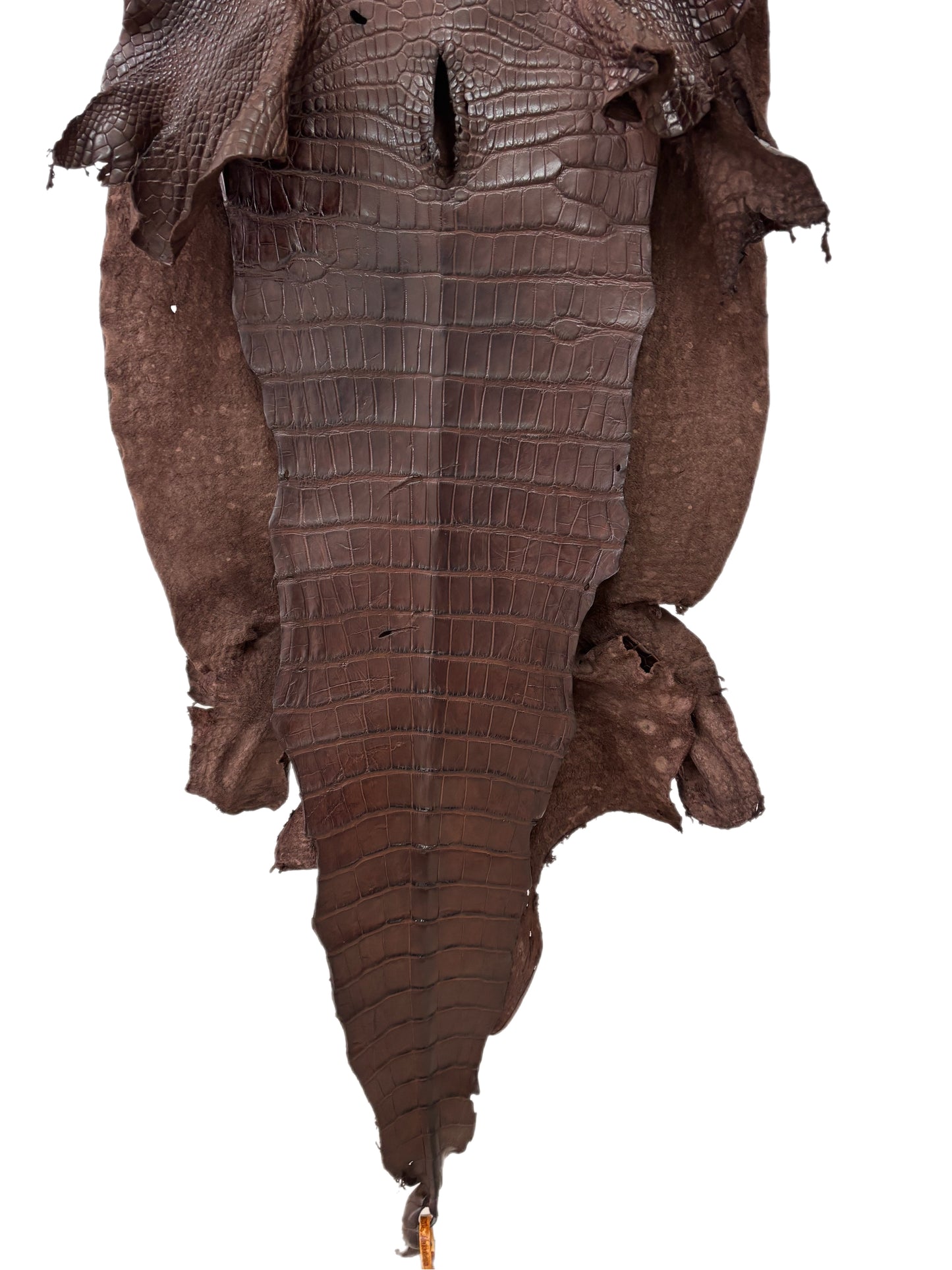 51 cm Grade 3/4 Chocolate Matte Wild American Alligator Leather - Tag: LA23-0049629